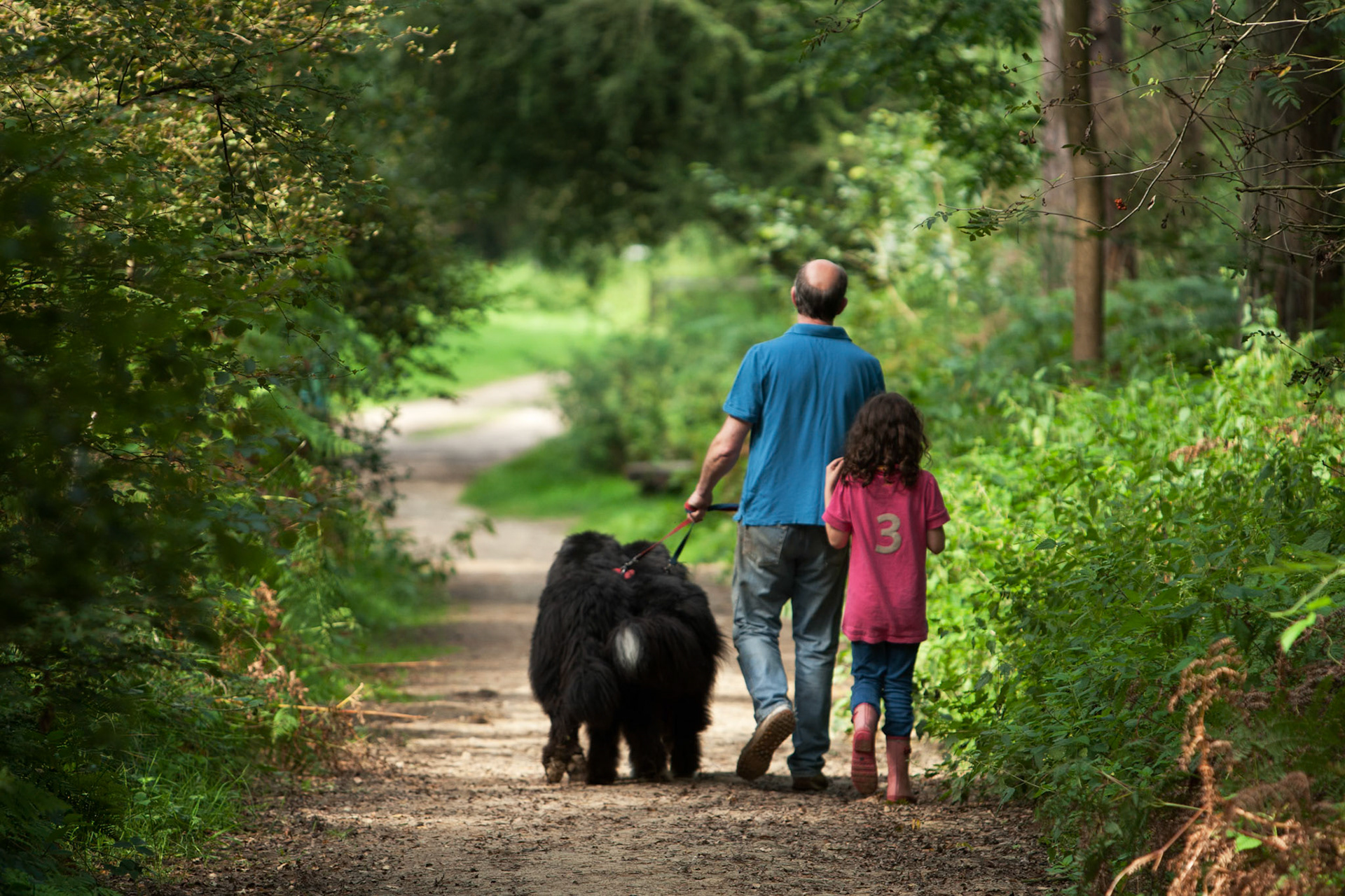 Walking the dogs. Peaslake is in the centre of the Surrey Hills area, close to the market town of Guildford, England.