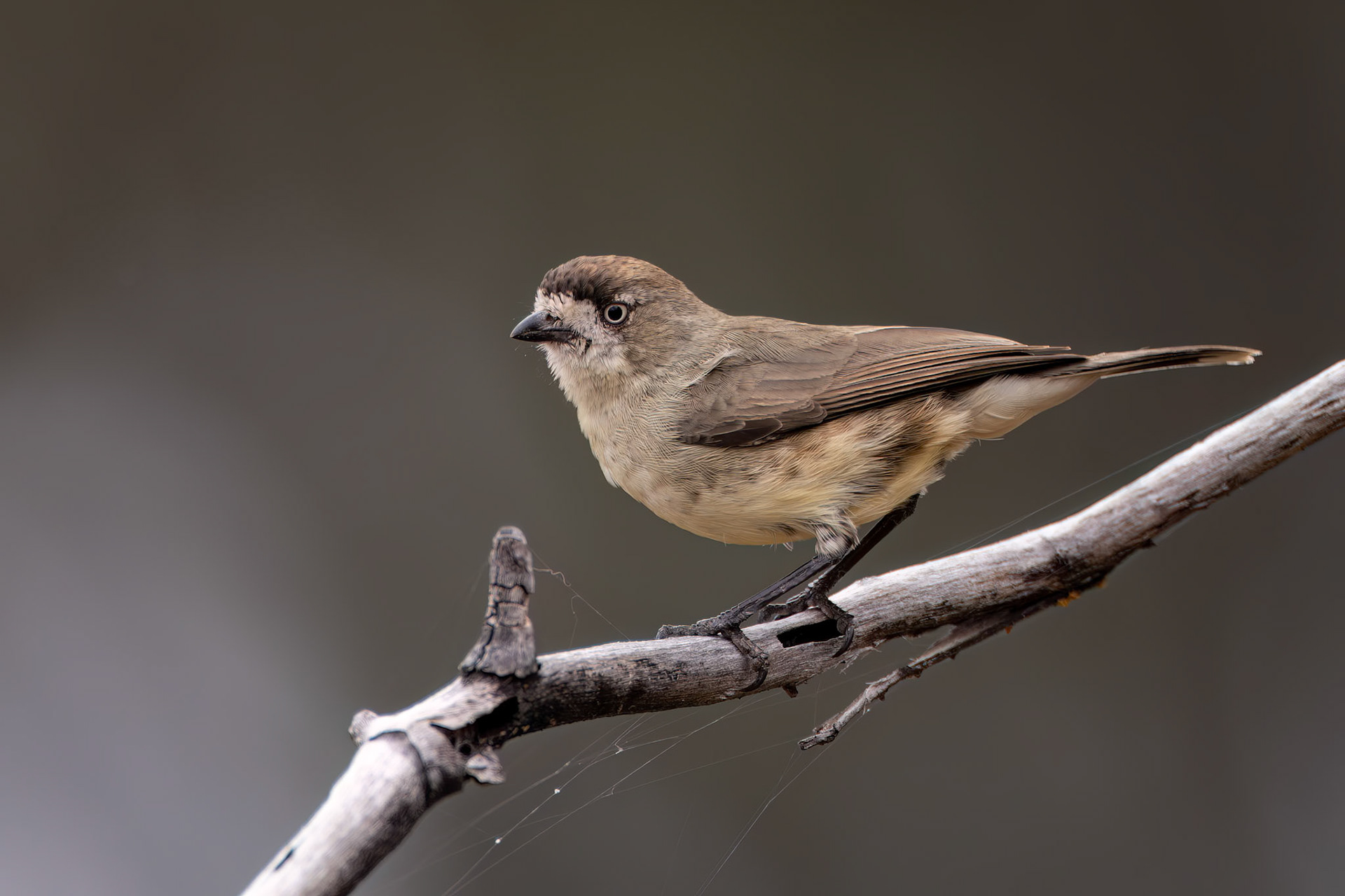 Southern whiteface, Eulo to Cunnamulla, Queensland, Australia