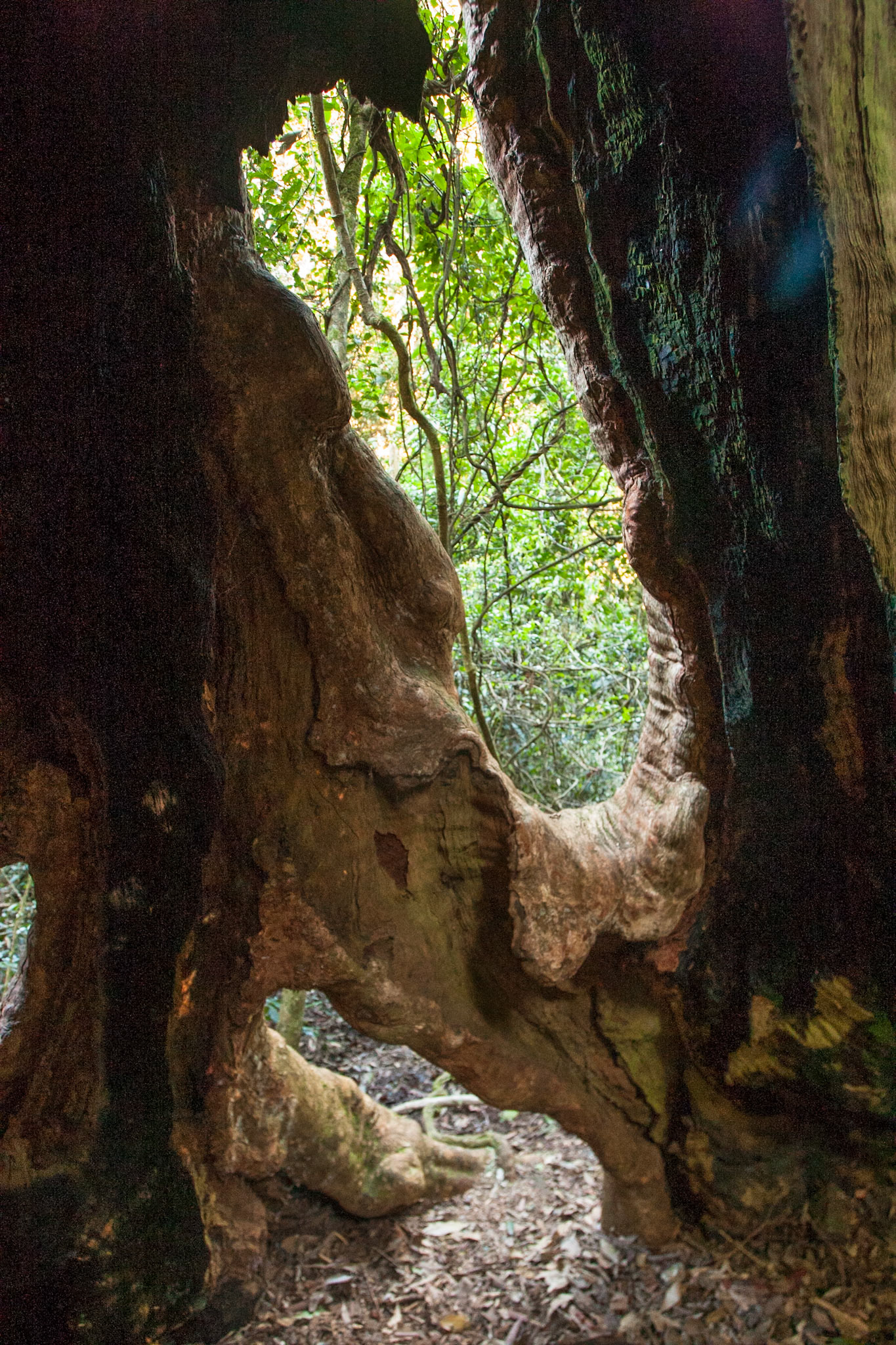 Lamington National Park, Queensland