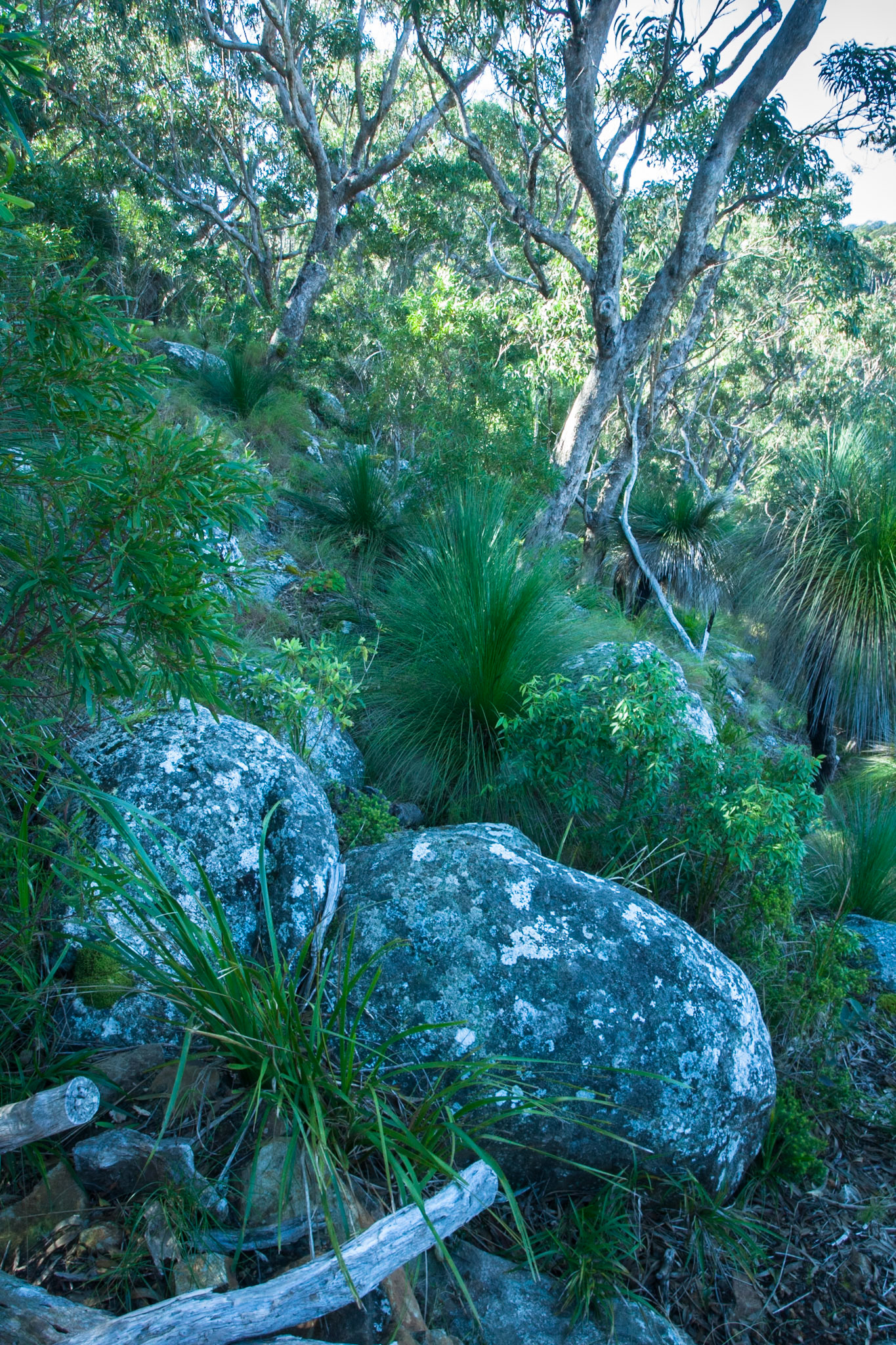 Lamington National Park, Queensland