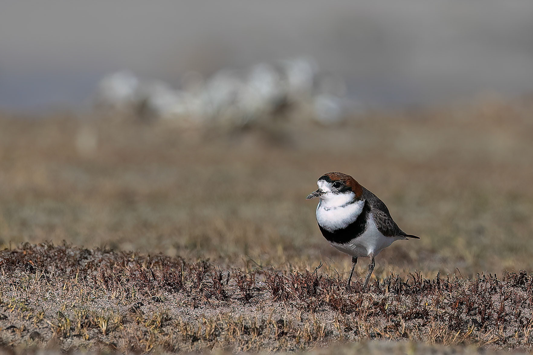 Two-banded plover, Bleaker Island, Falkland Islands