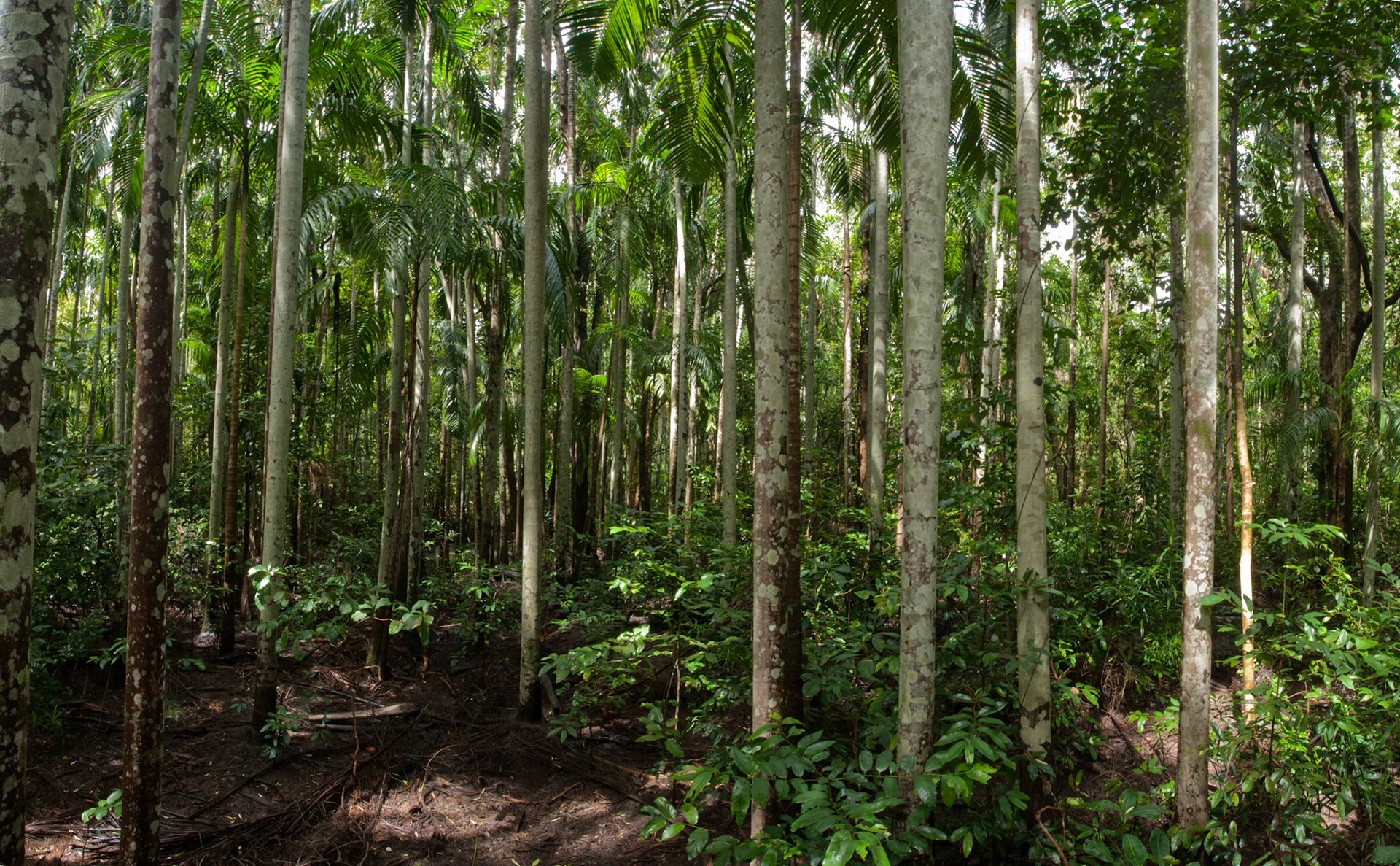 Rainforest, Territory Wildlife Park, Darwin, Northern Territory