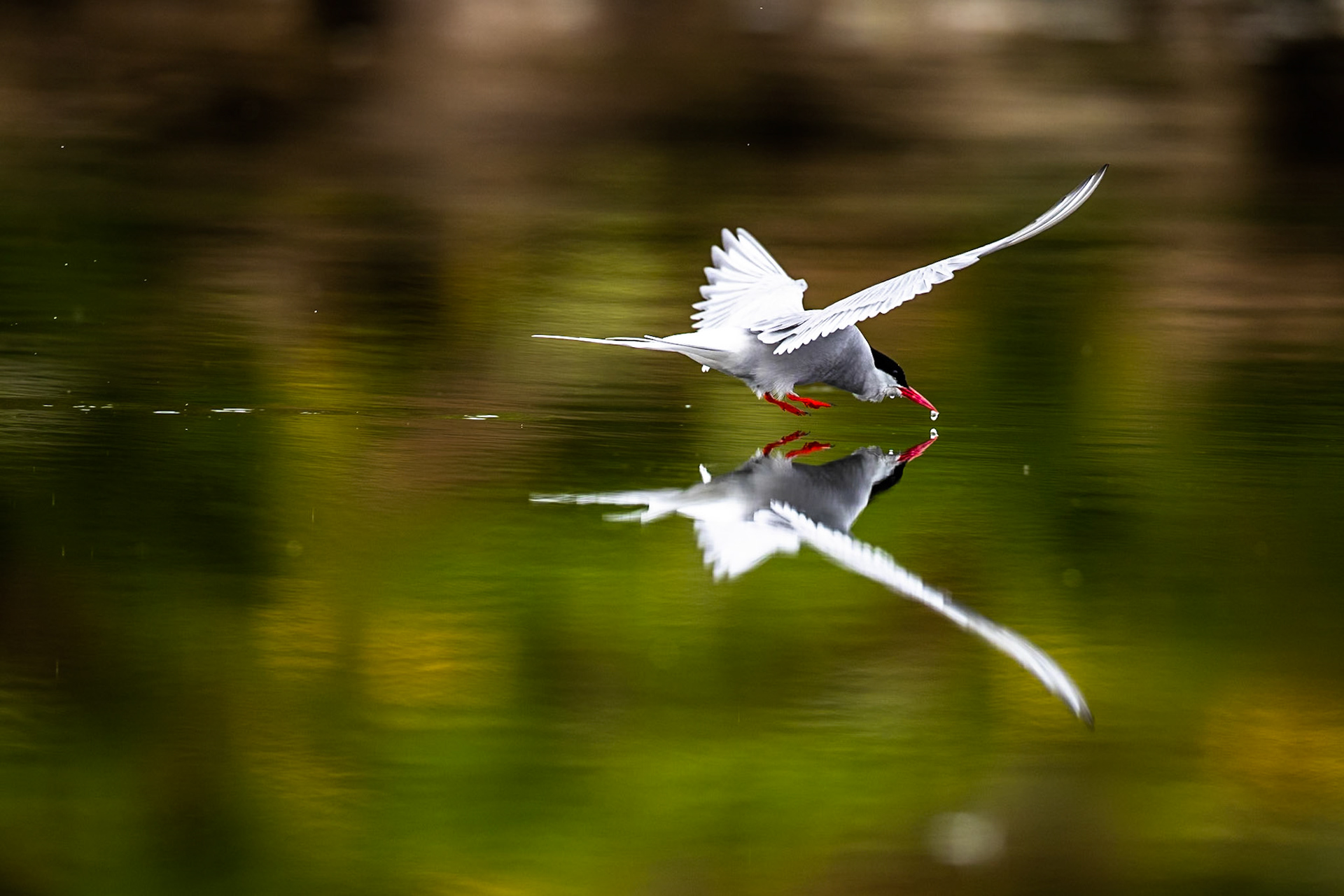 Arctic tern, Grímsey Island, Iceland