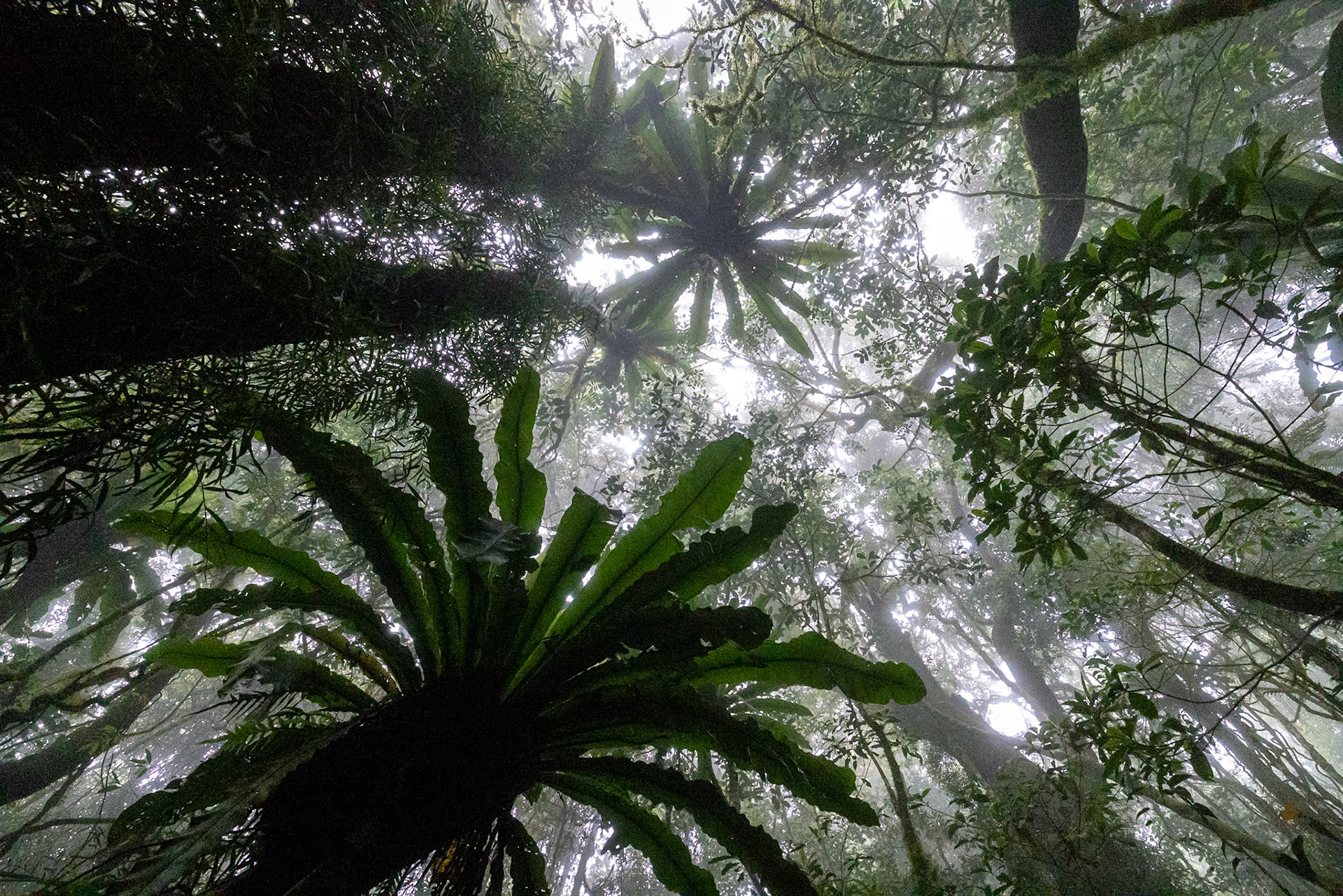 O'Reilly's Rainforest Retreat, Lamington National Park, Queensland, Australia