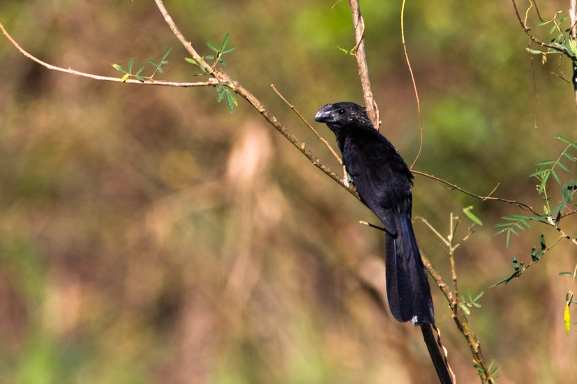 Smooth-billed ani, Transpantaneira, Pantanal, Brazil