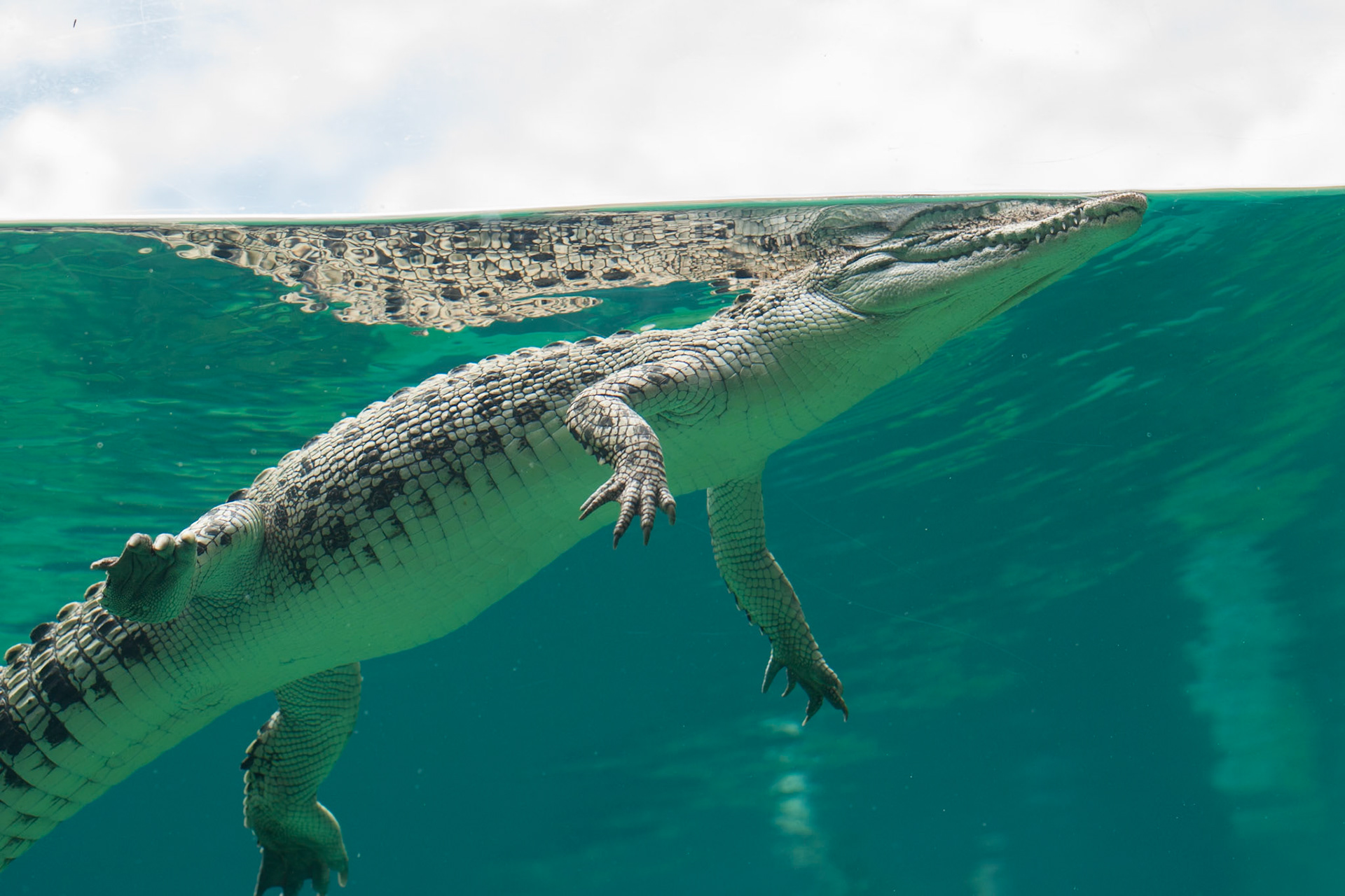 Saltwater crocodile, Crocasaurus, Darwin, Northern Territory