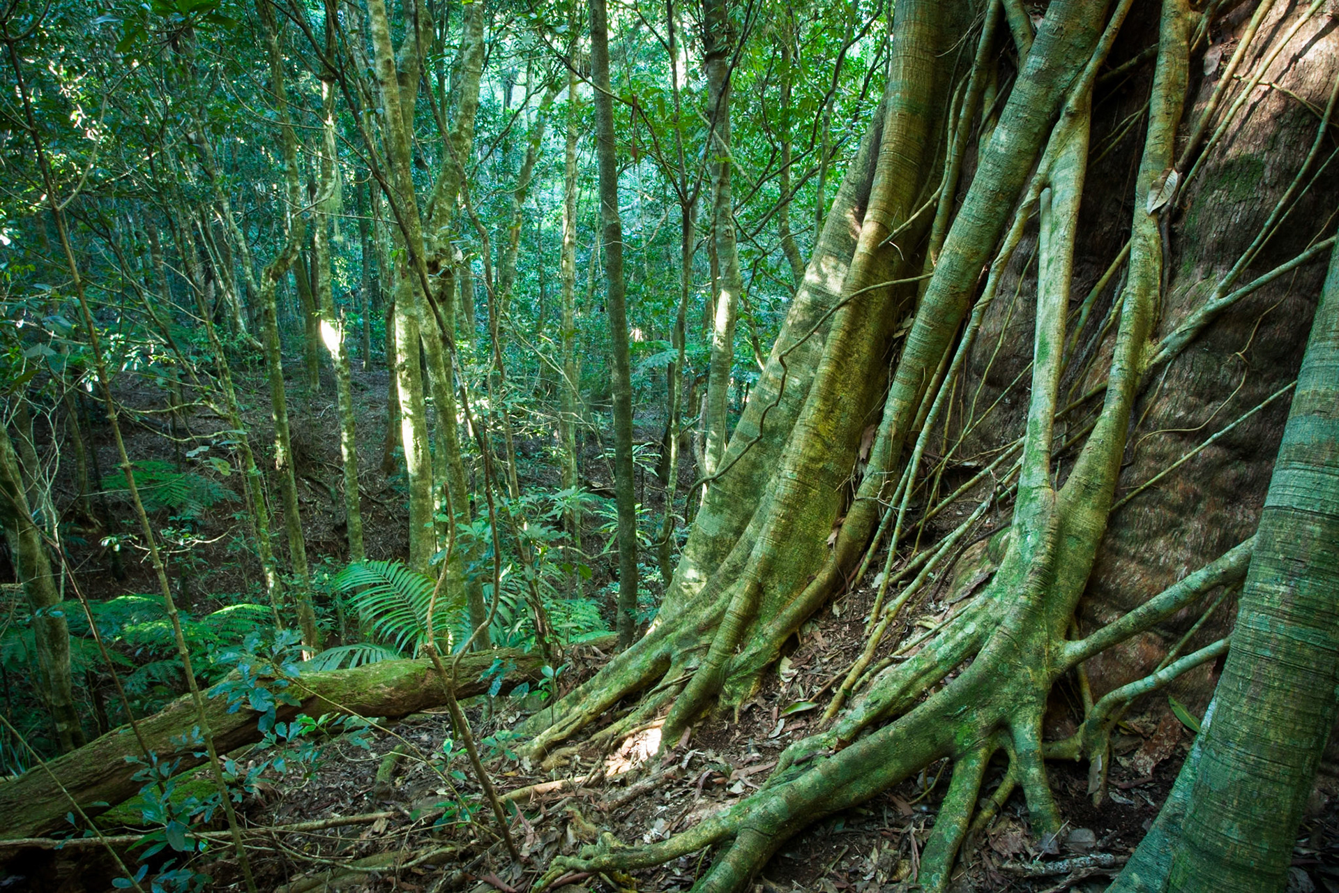 Lamington National Park, Queensland