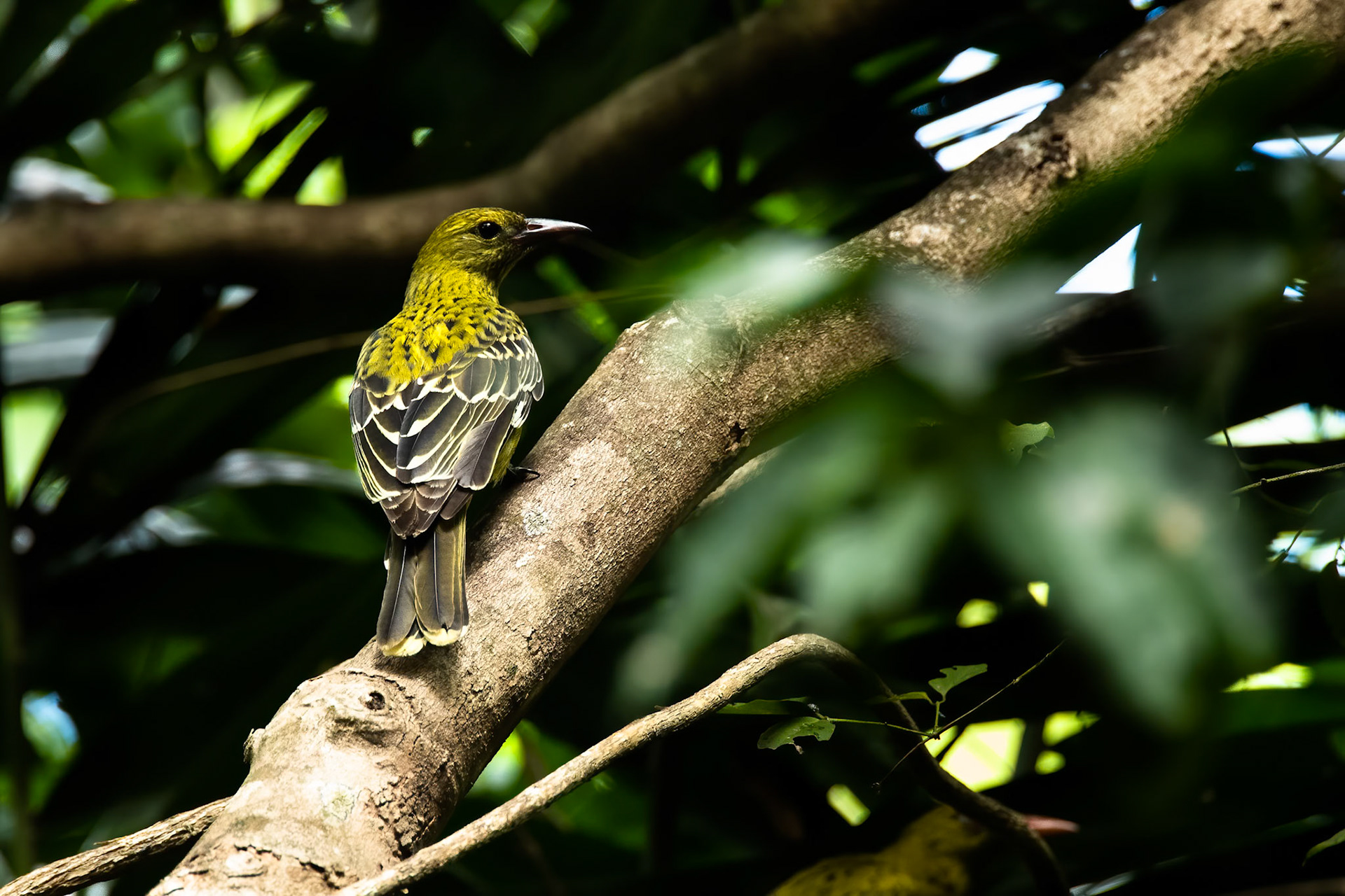 Green oriole, Darwin, Australia