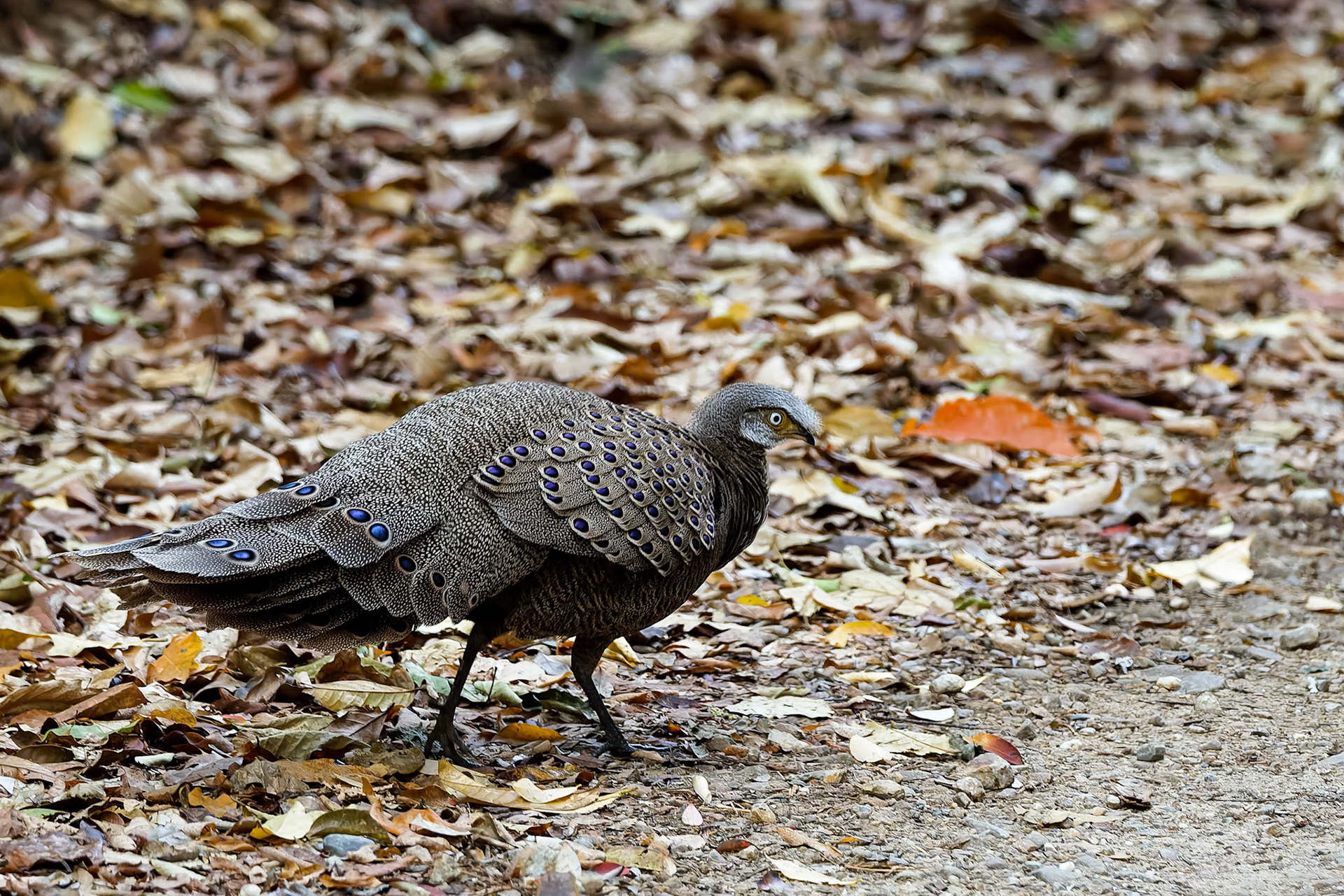 Grey peacock-pheasant, Khaeng Krackan National Park, Thailand