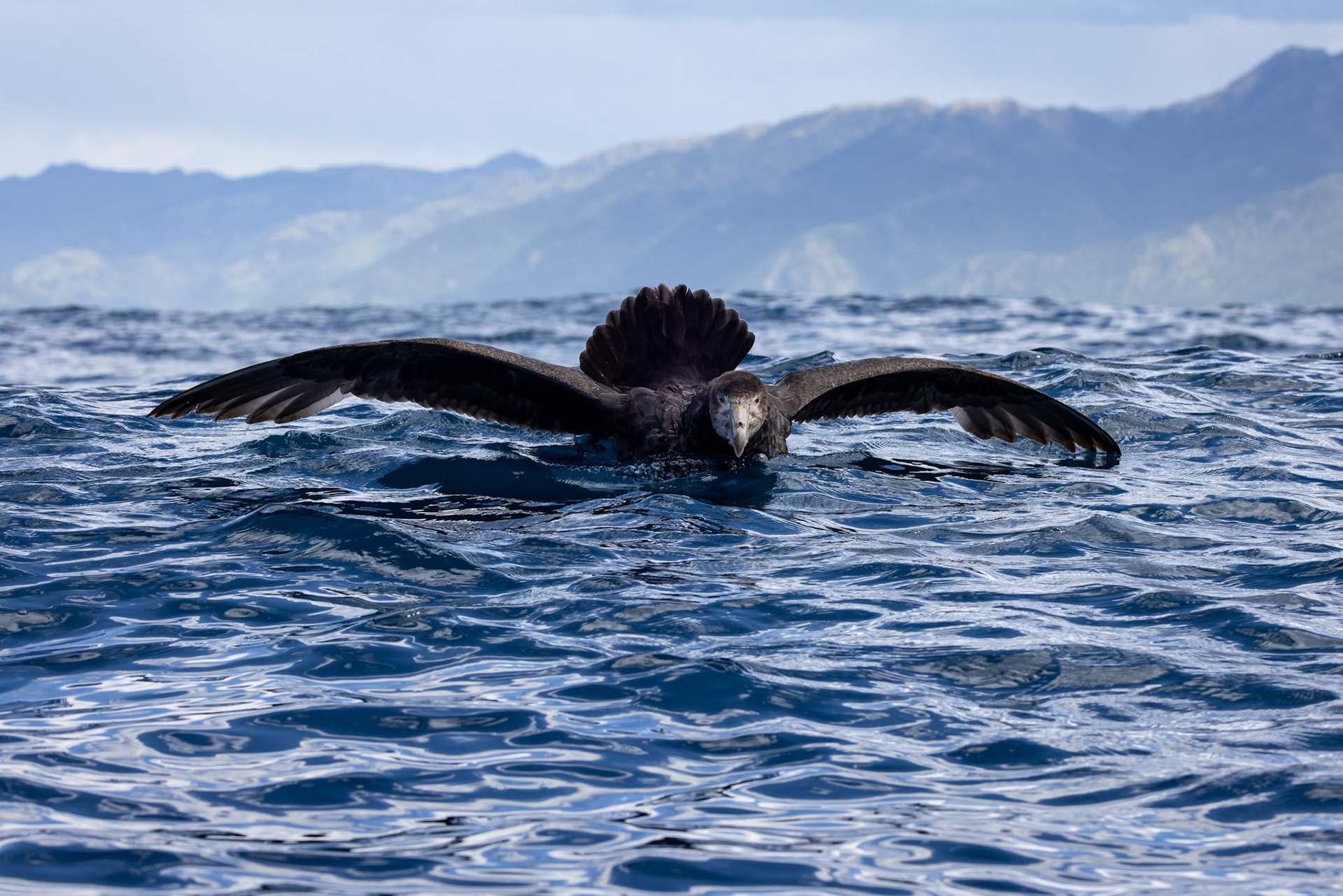 Northern giant-petrel, Kaikōura, New Zealand