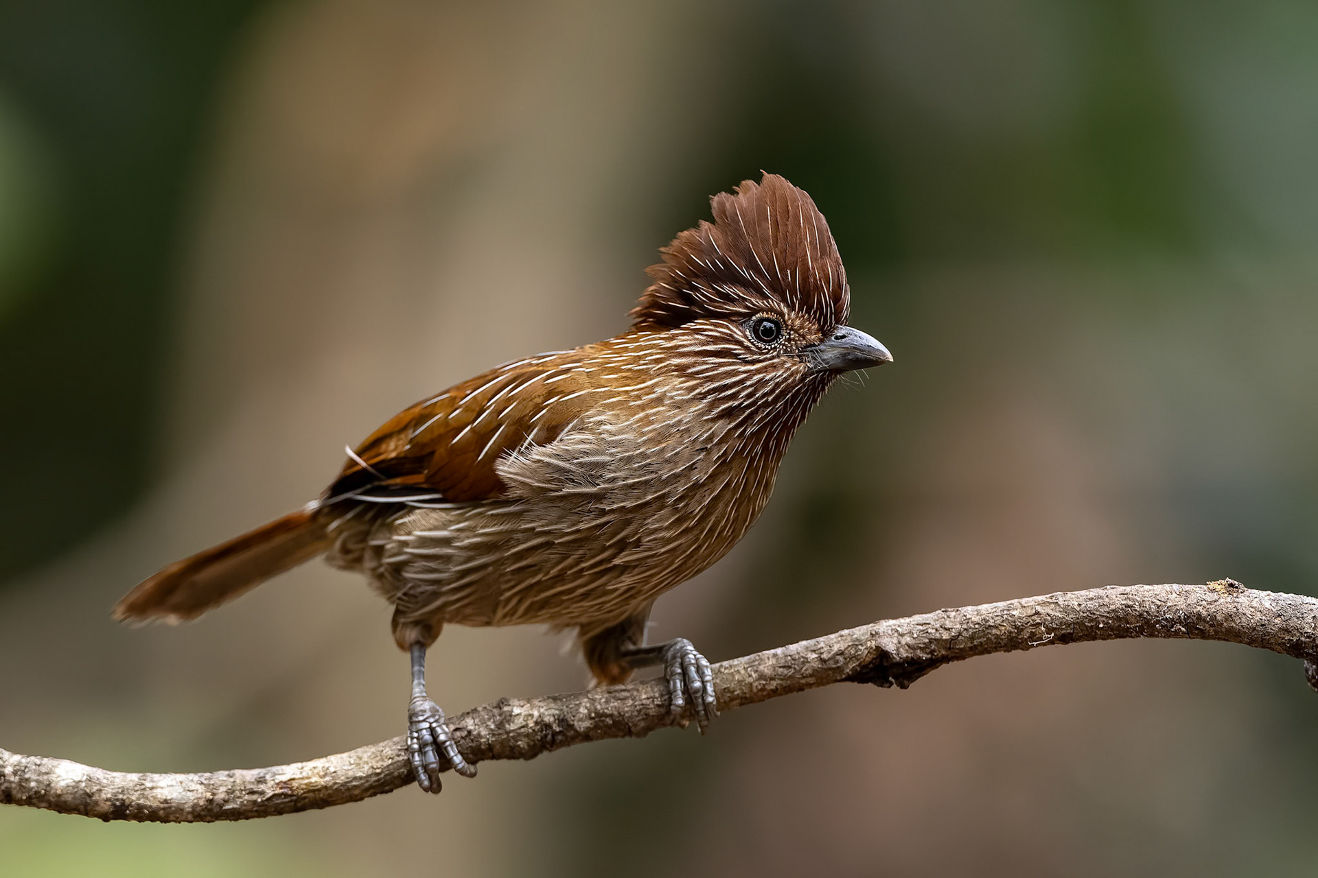 Striated laughing thrush, Bird's Den, Corbett Tiger Reserve, India