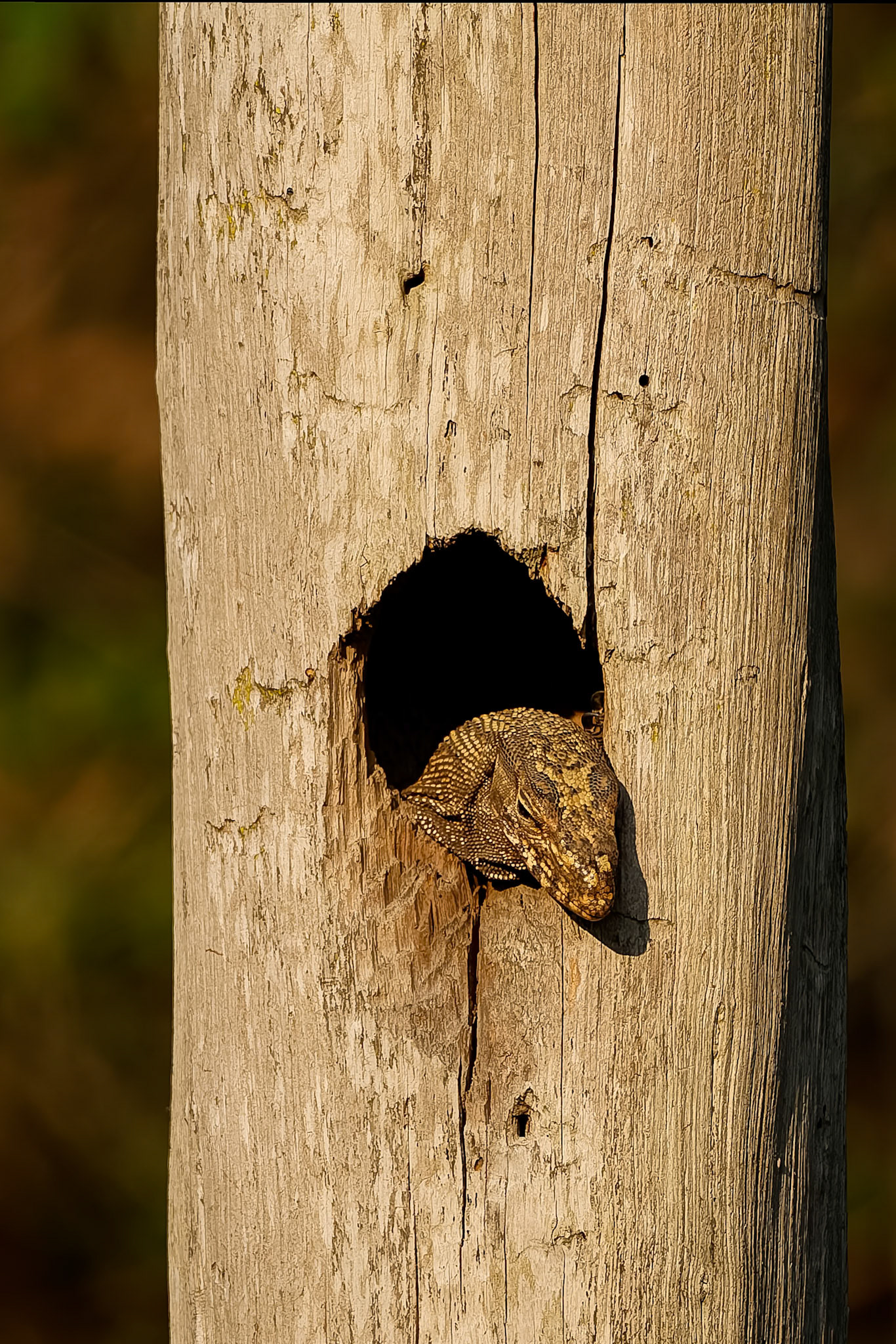 Clouded monitor, Khaeng Krackan National Park, Thailand