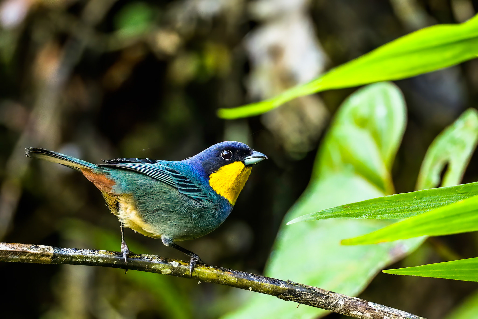 Purplish-mantled tanager, Las Tangeras, Colombia