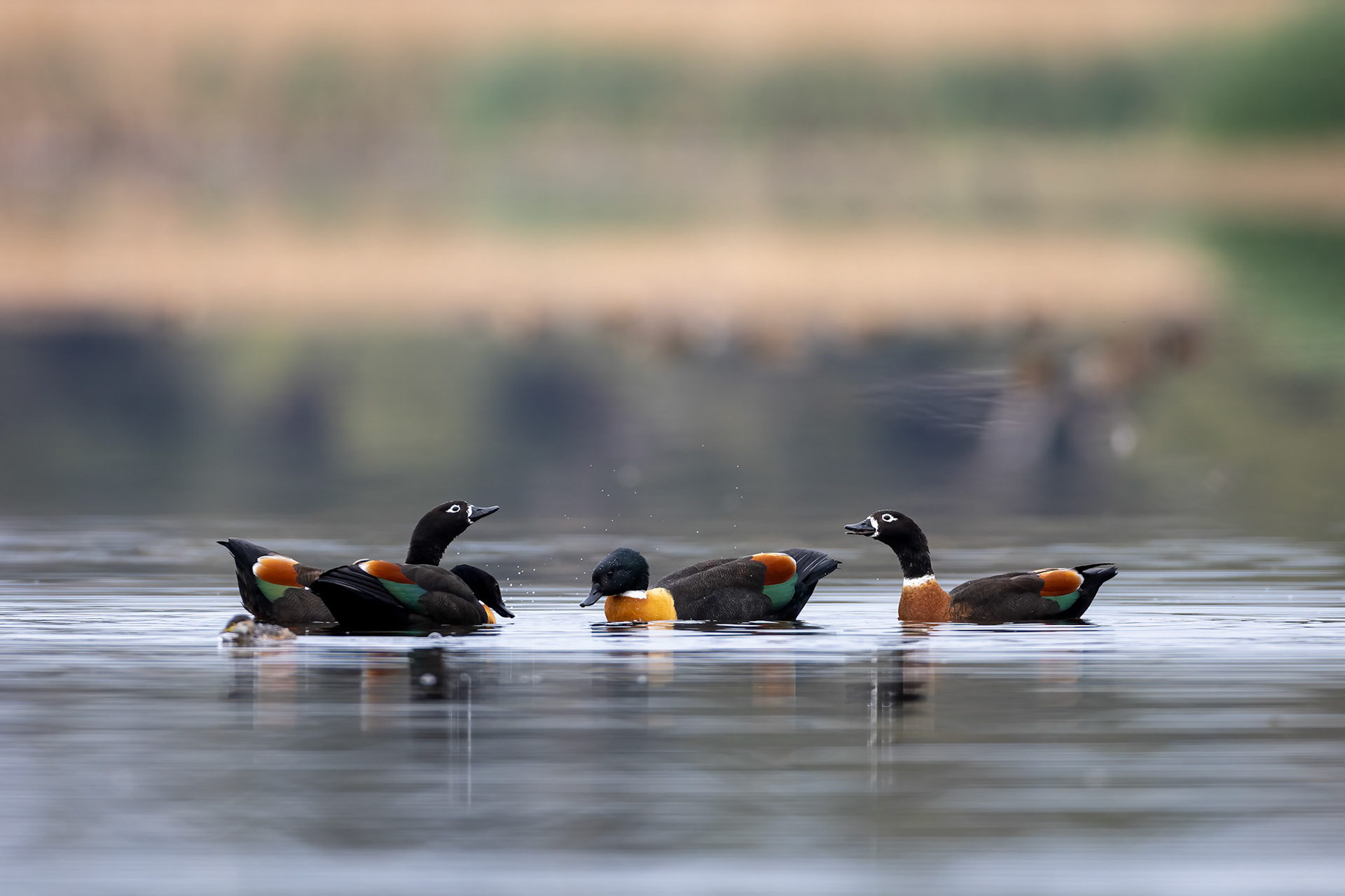 Australian shelduck, Perth, West Australia