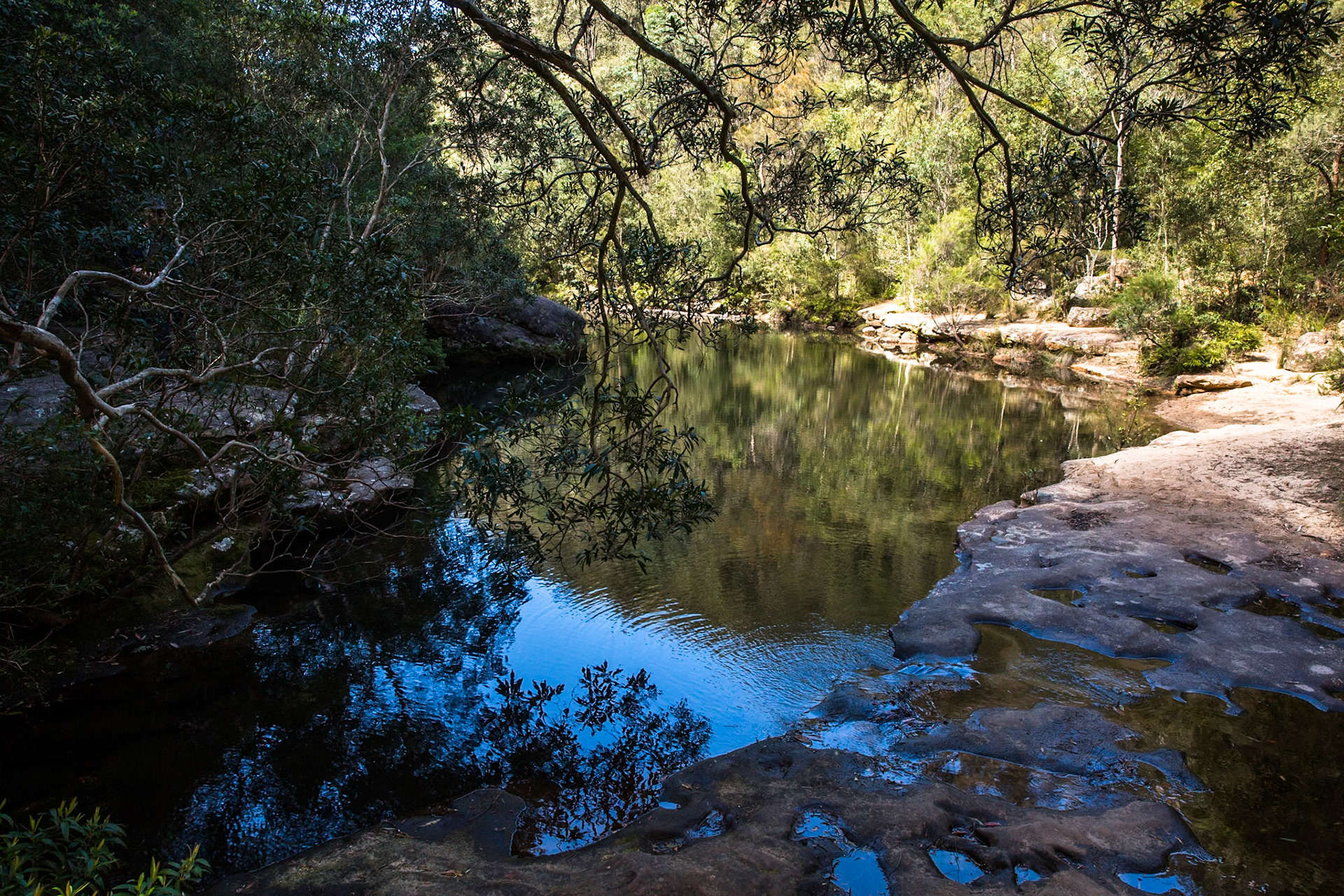 From Springwood Station walked to the bottom of Sassafras Gully Road, descending the gully following the creek downstream to Perch Ponds (tea stop) at the intersection of Magdala and Glenwood creeks.  Continued downstream following Glenbrook creek past Martin's camping area and then took the track out of the creek up to Martins Lookout (lunch).  Followed the service road back to Farm road. Notes by Peter Watt.