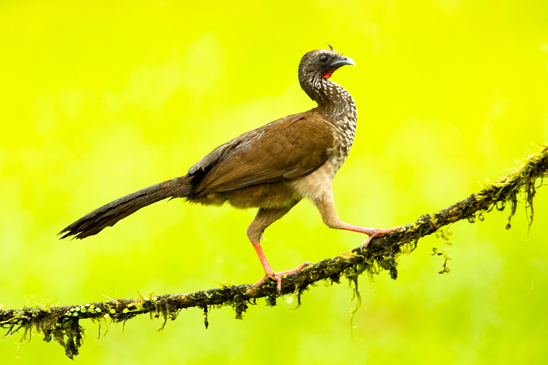 Speckled chachalaca, Amazonia Lodge, Manu National Park,  Peru