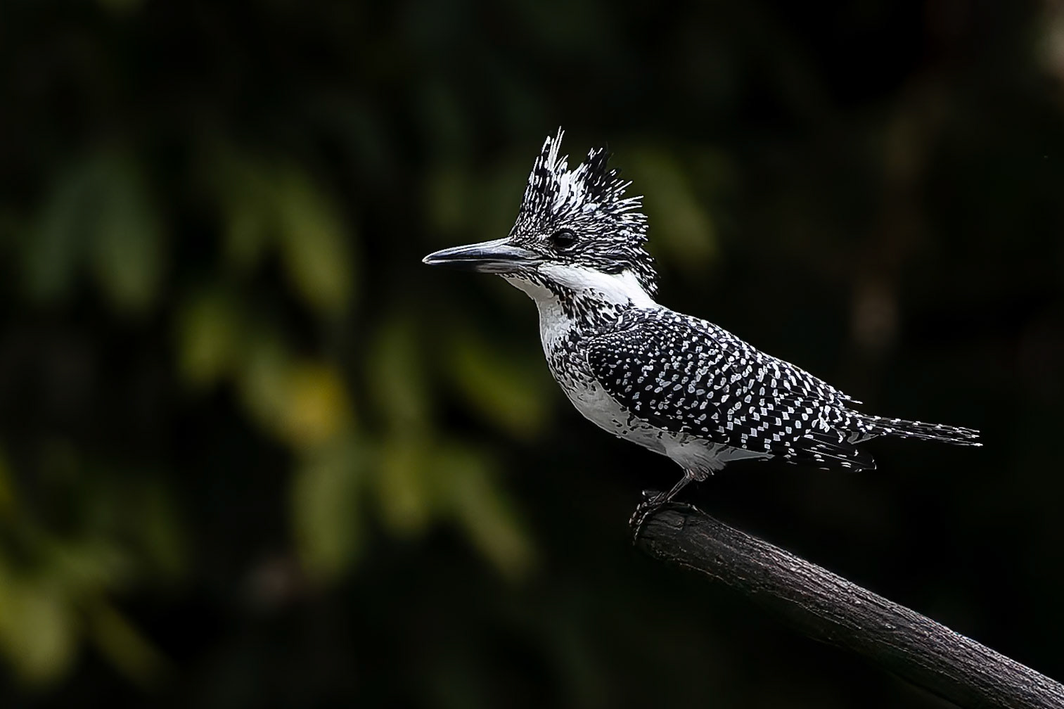 Crested kingfisher, Corbett Tiger Reserve, India