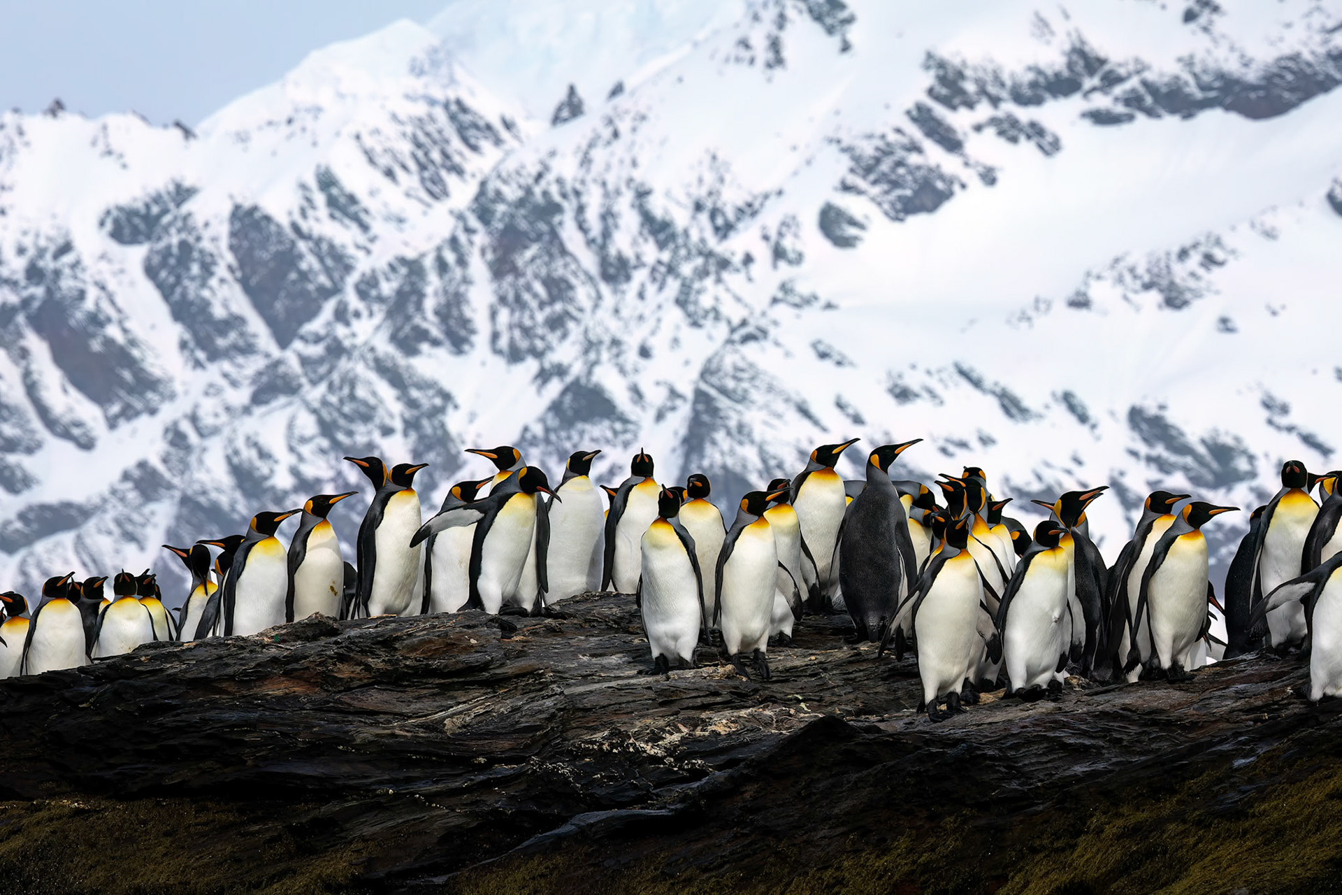 King penguins, St Andrew's Bay, South Georgia