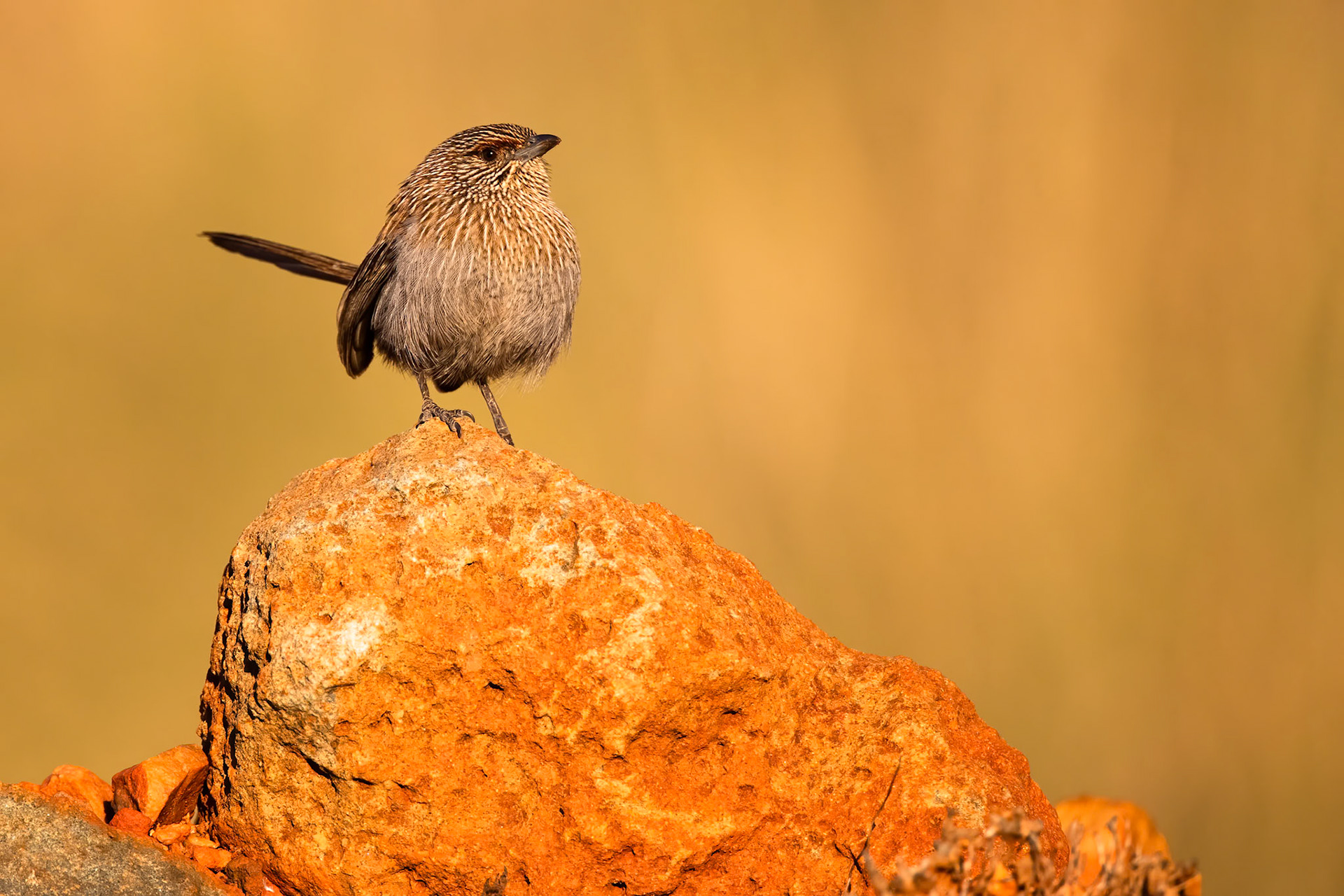 Kalkadoon grasswren, Mount Isa, Queensland, Australia