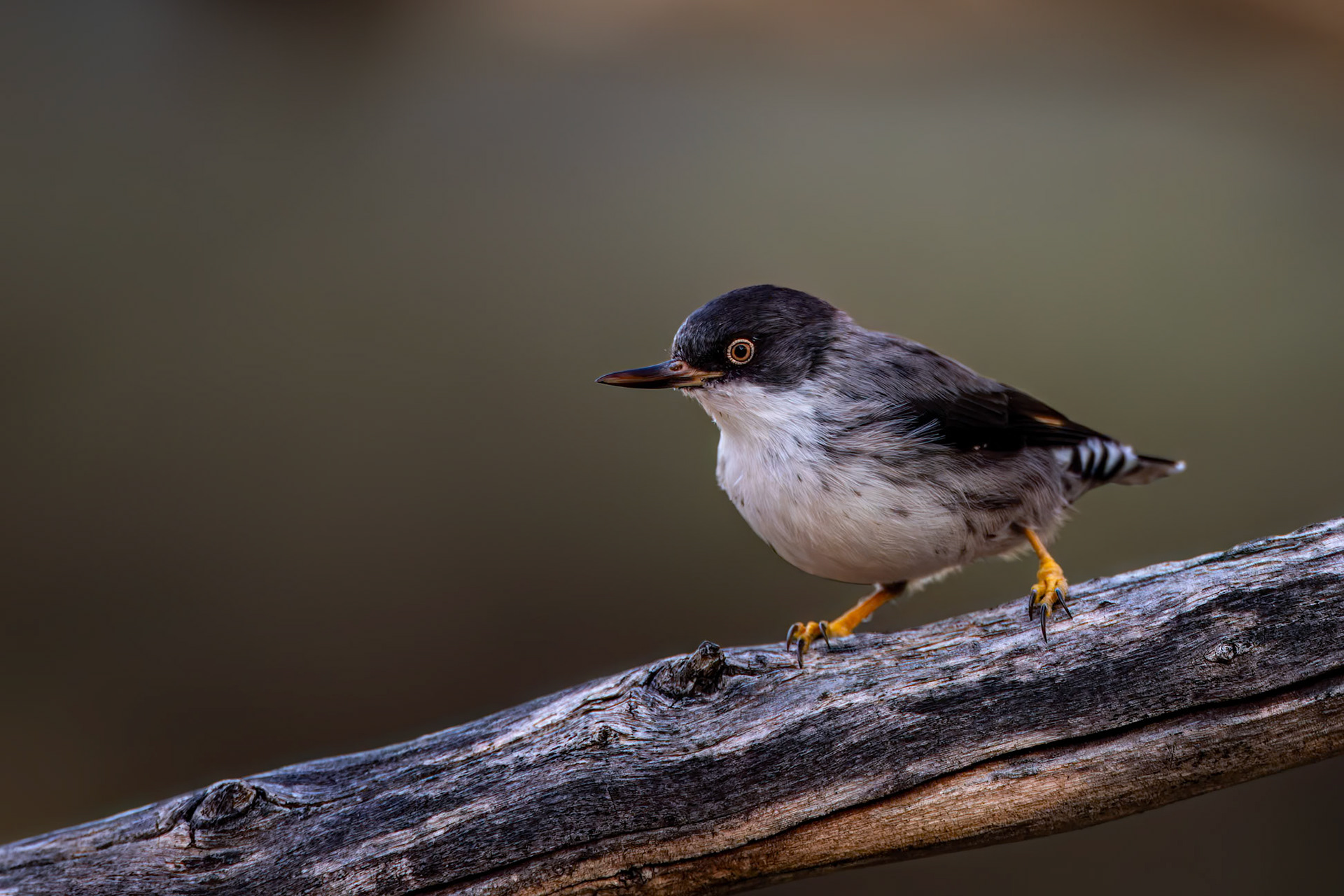 varied sittella, Thargomindah to Eulo, Queensland, Australia