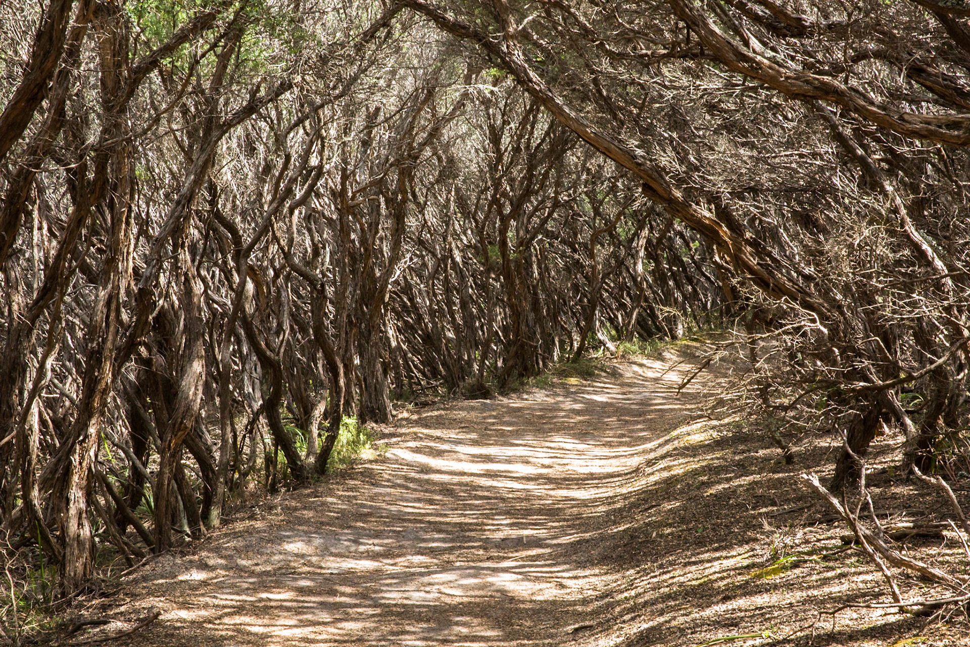 Tuesday am - Darby Saddle via Sparkes Lookout and Lookout Rocks to Tongue Point; and then on to Darby River for lunch.Tuesday pm - Lilly Pilly Gully carpark up to Tidal Overlook and on to Pillar Point then via Squeaky Beach and Picnic Beach to Picnic Beach carpark.