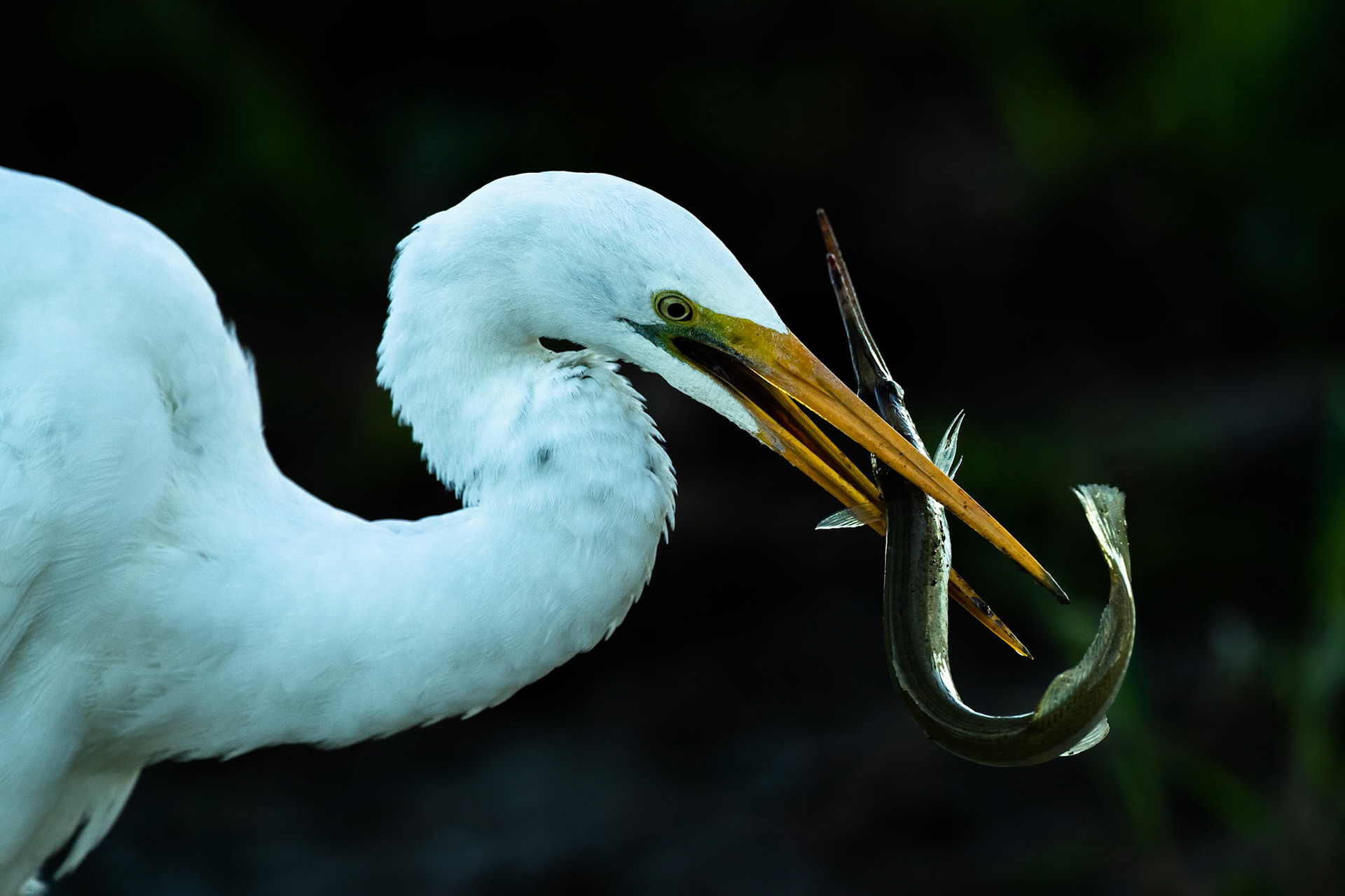 Great egret and longtom, Yellow waters billabong, Kakadu, Northern Territory, Australia