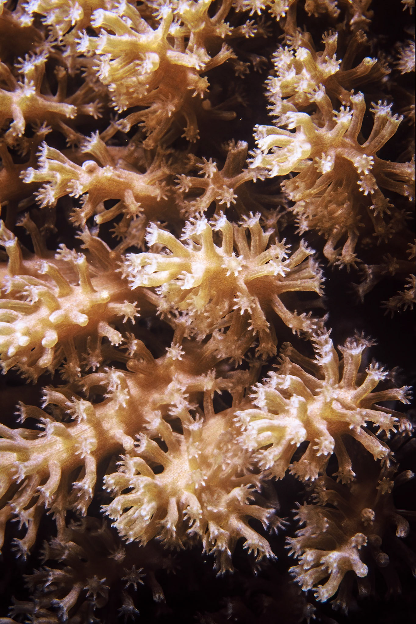 Soft coral, Comores