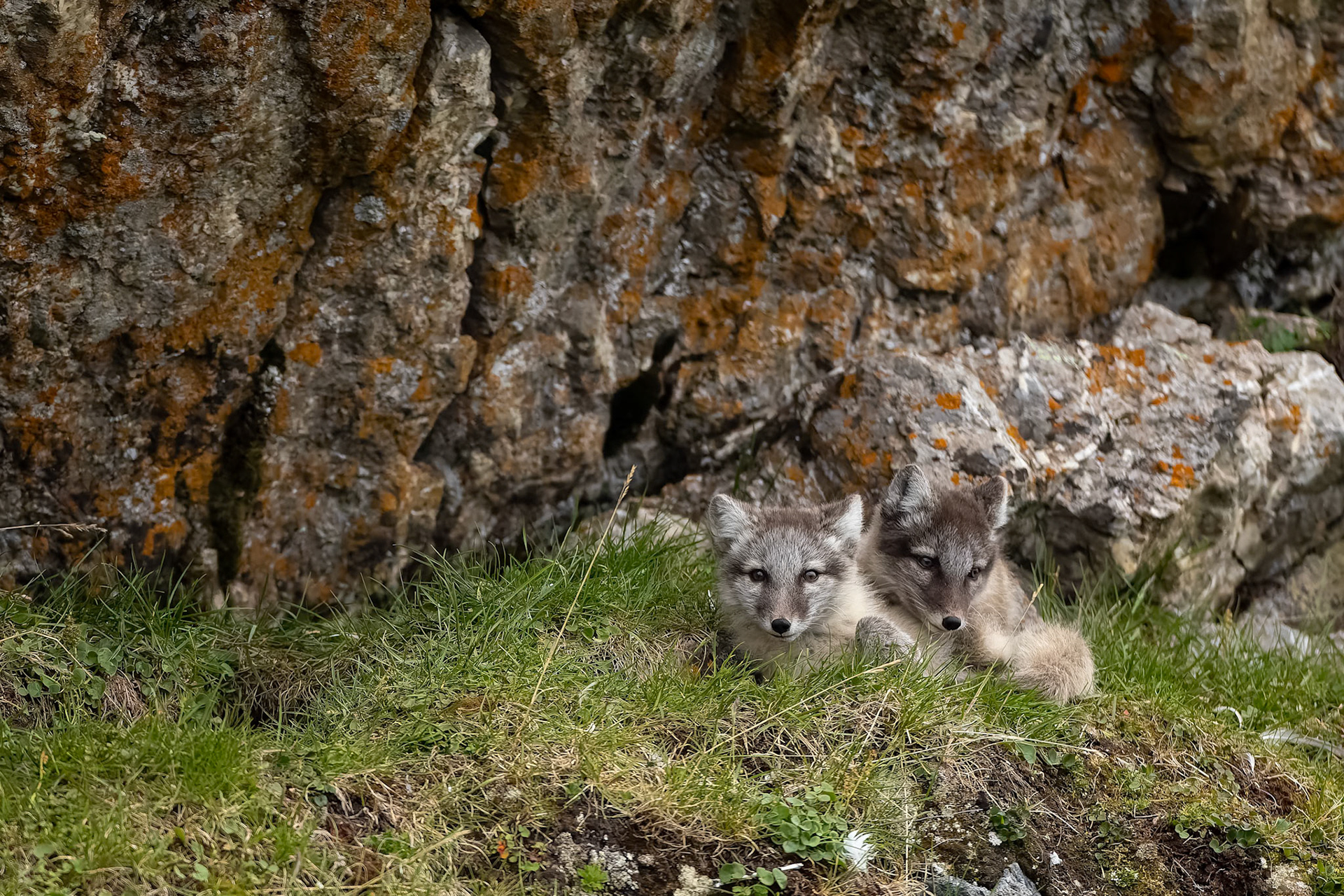 Arctic fox, Trygghamna, Svalbard, Norway