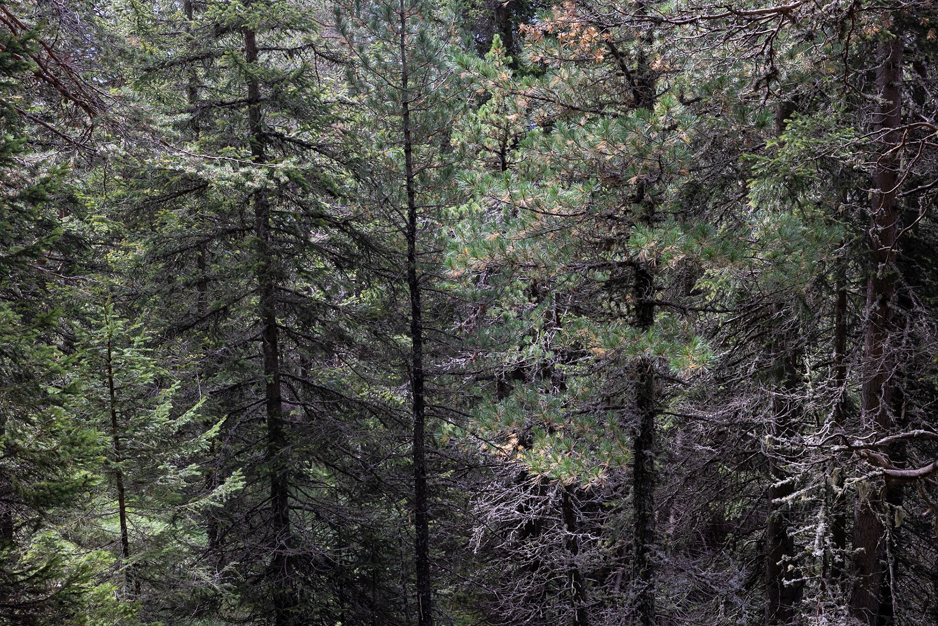 Stevia, Selva di Val Gardena, Dolomites, South Tyrol, Italy