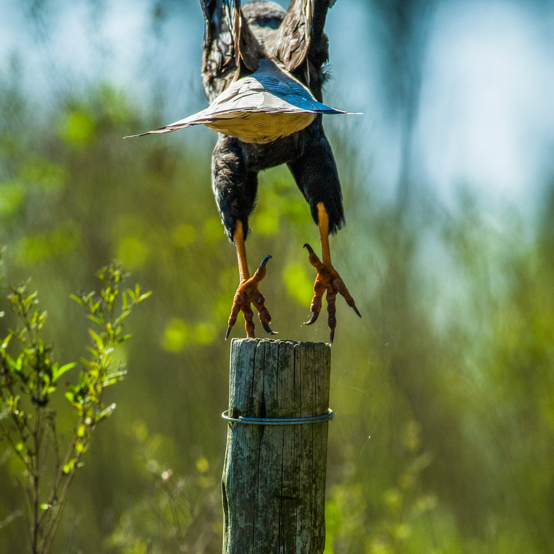 Southern crested caracara, Puerto Valle Esteros, Ibera wetlands, Corrientes, Argentina