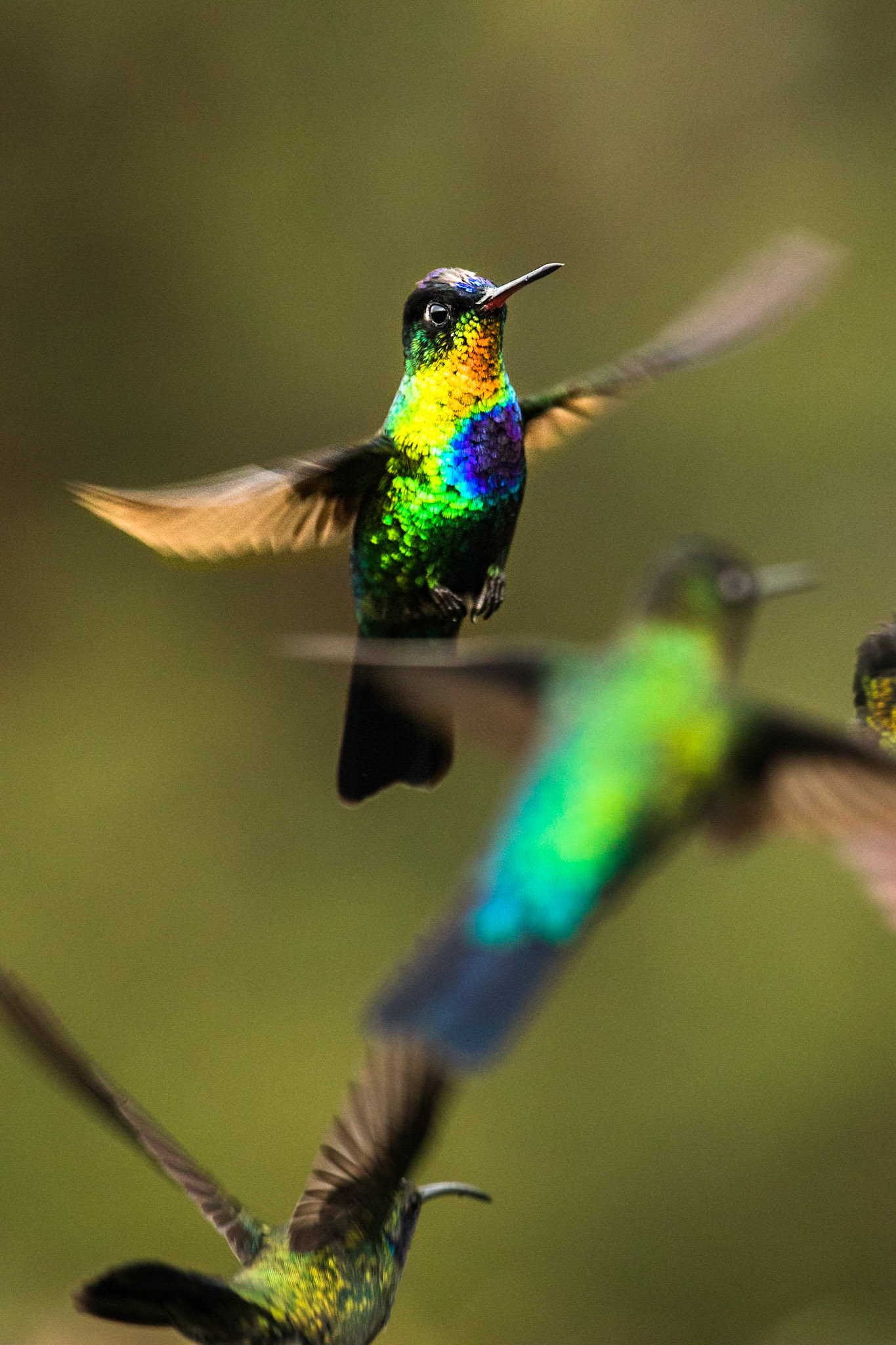 Fiery-throated hummingbird