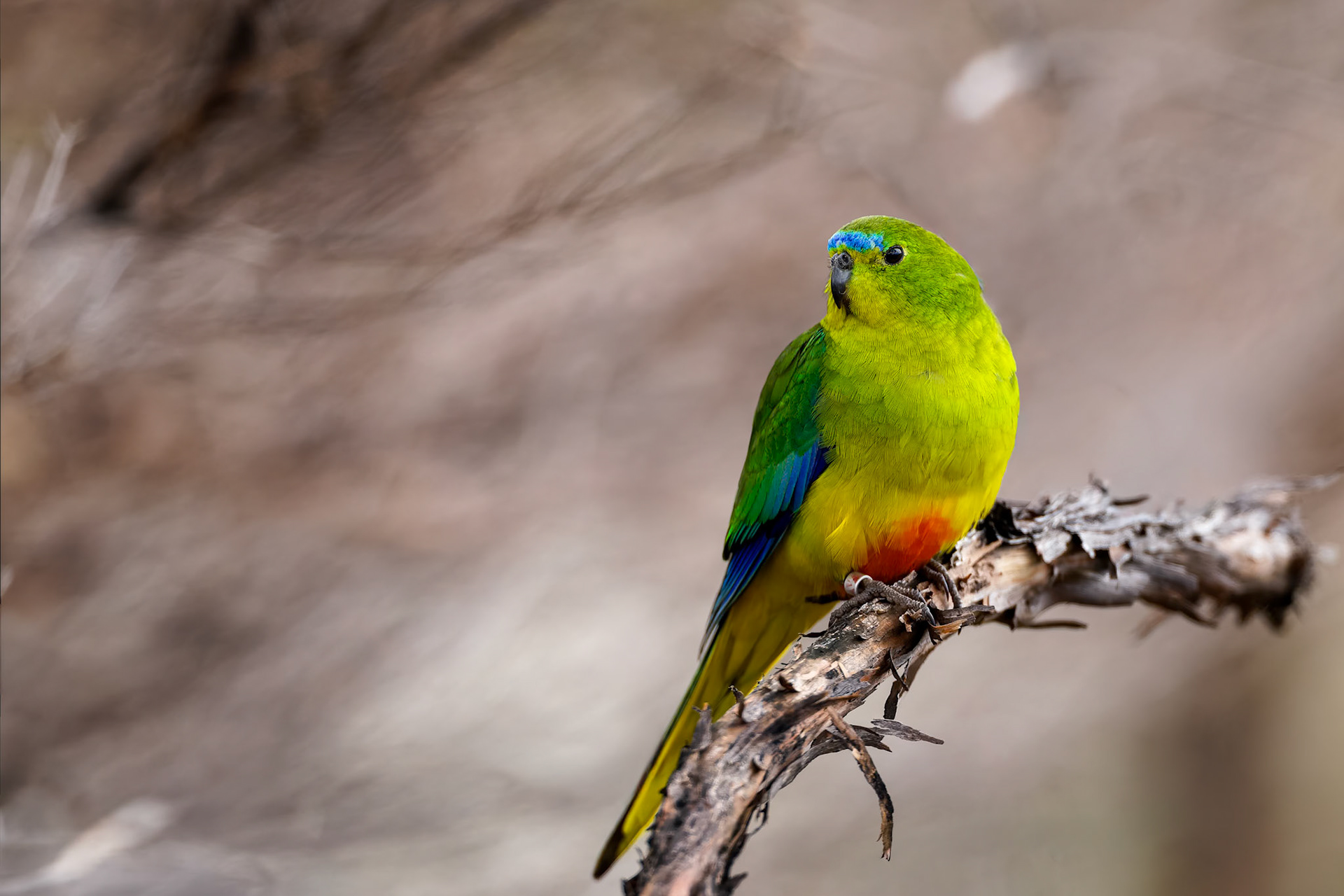 Orange-bellied parrot, Melaleuca, South West National Park, Tasmania, Australia