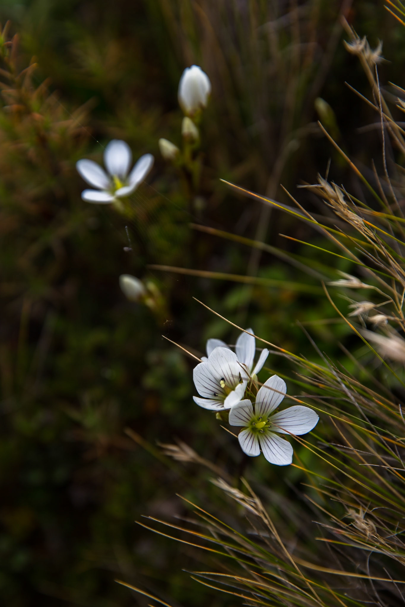 Waihohonu to Whakapapa village, Tongariro, New Zealand