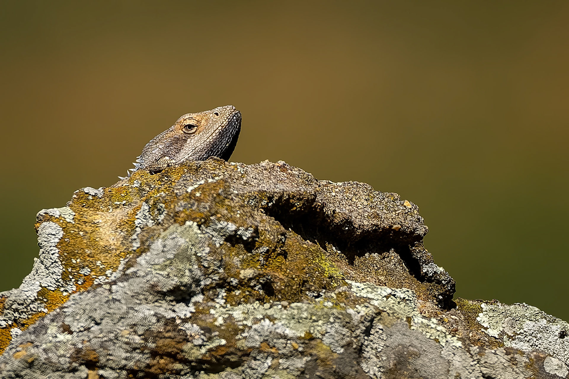 Western bearded dragon, Capertee Valley, NSW, Australia