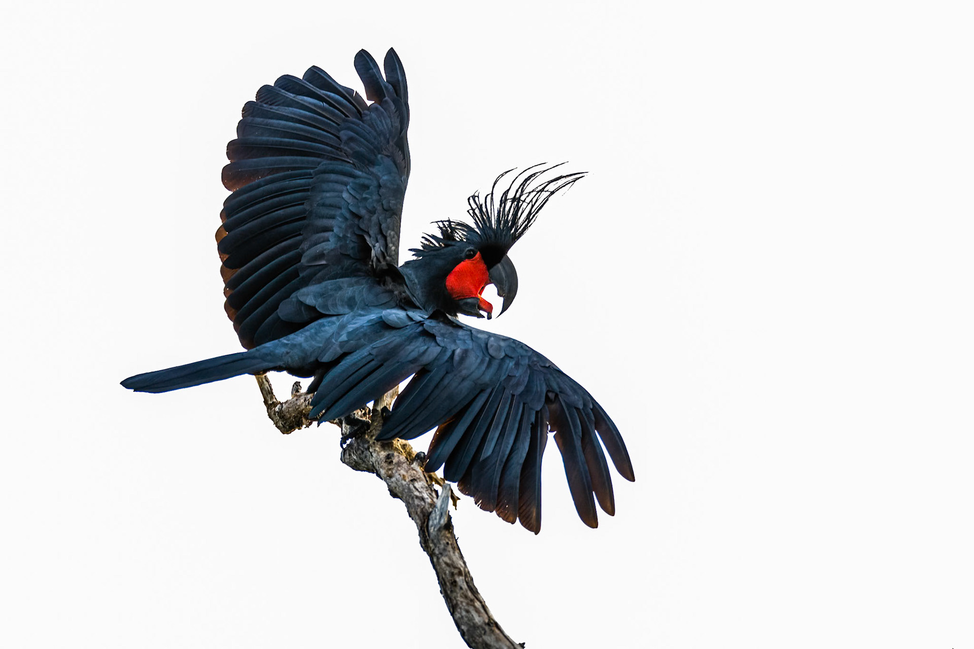 Palm cockatoo, Kutini-Payamu (Iron Range) National Park, Cape York Penninsula, Queensland