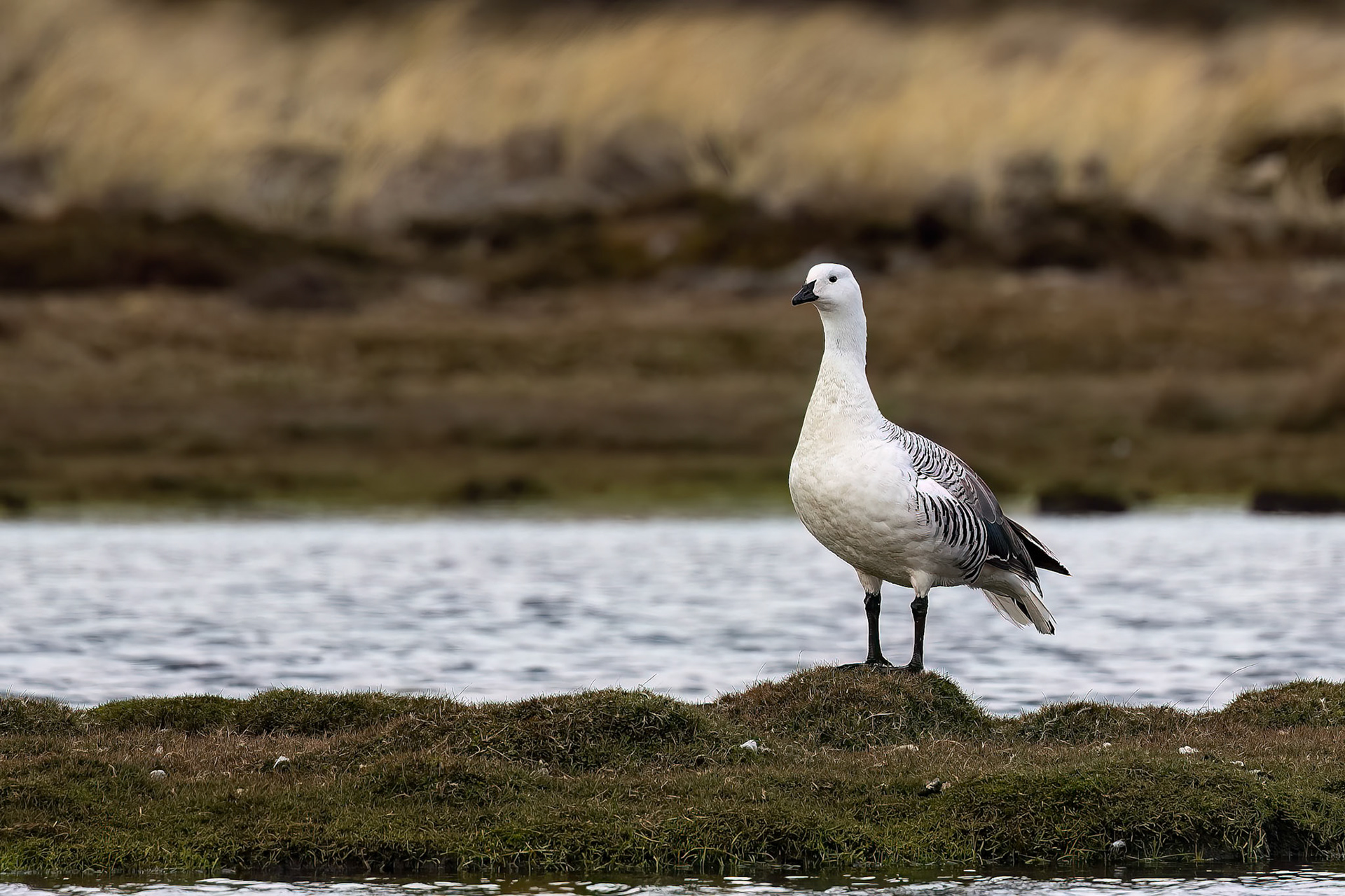 Upland goose, Pebble Island, Falkland Islands