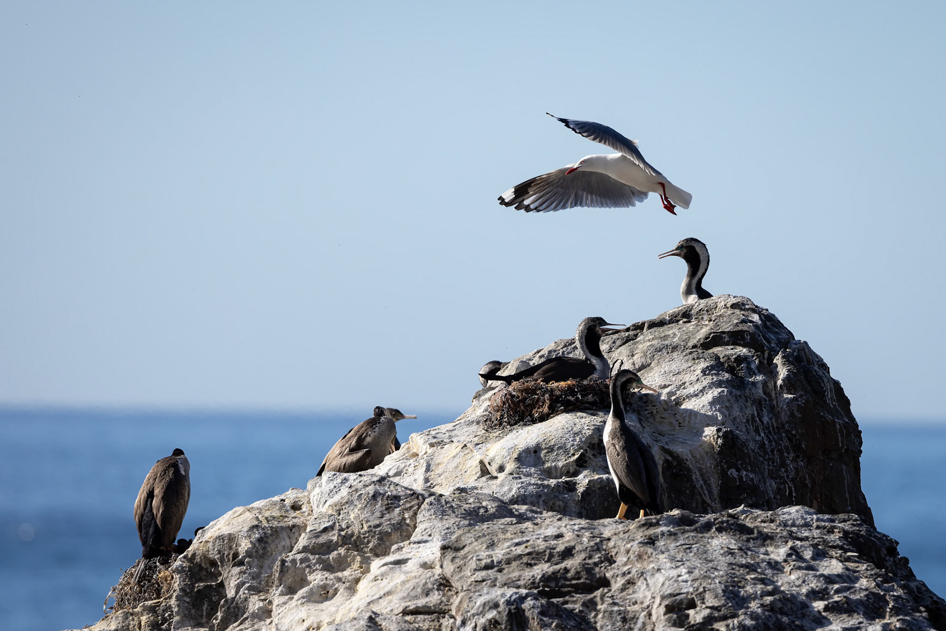 Spotted-shags and red-billed gull, Kaikōura, New Zealand