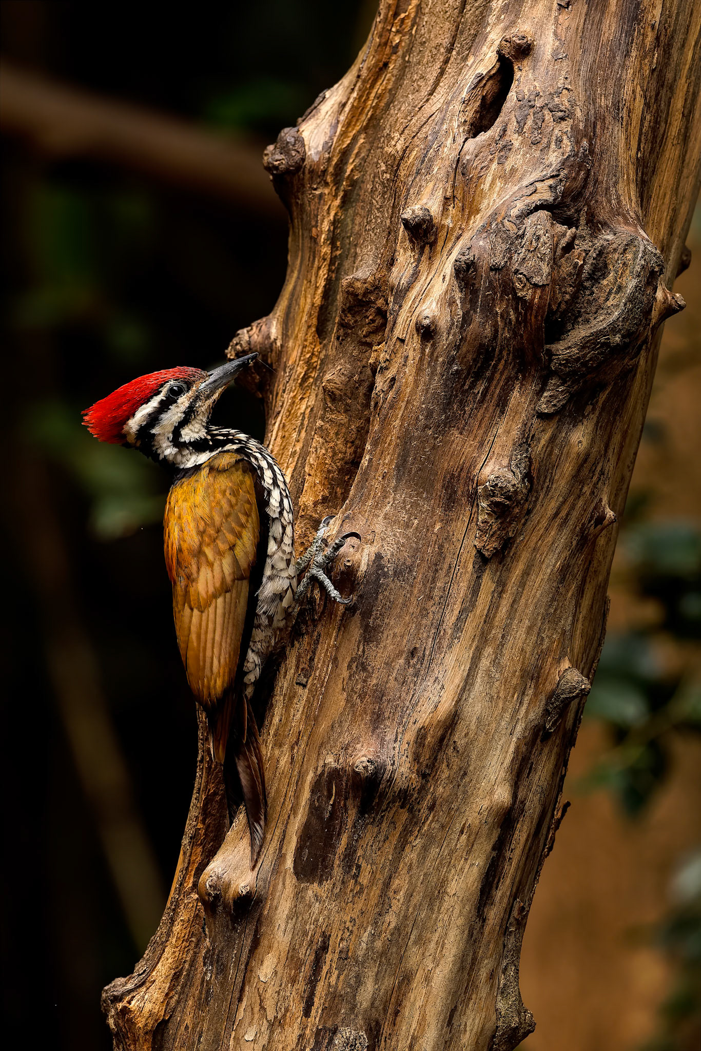 Common flameback, Khaeng Krackan National Park, Thailand