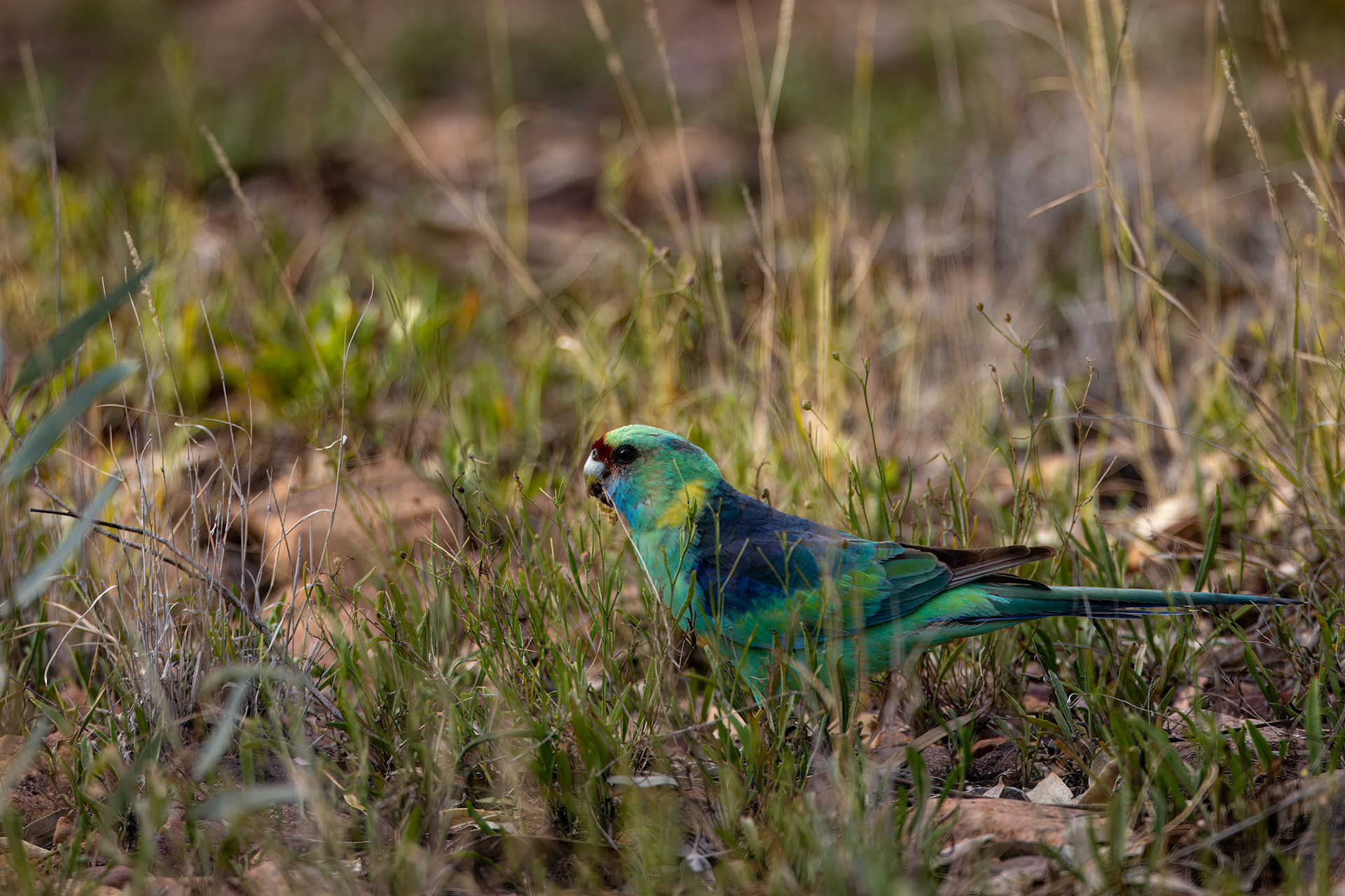 Australian ringneck, Eromanga to Thargomindah, Queensland, Australia
