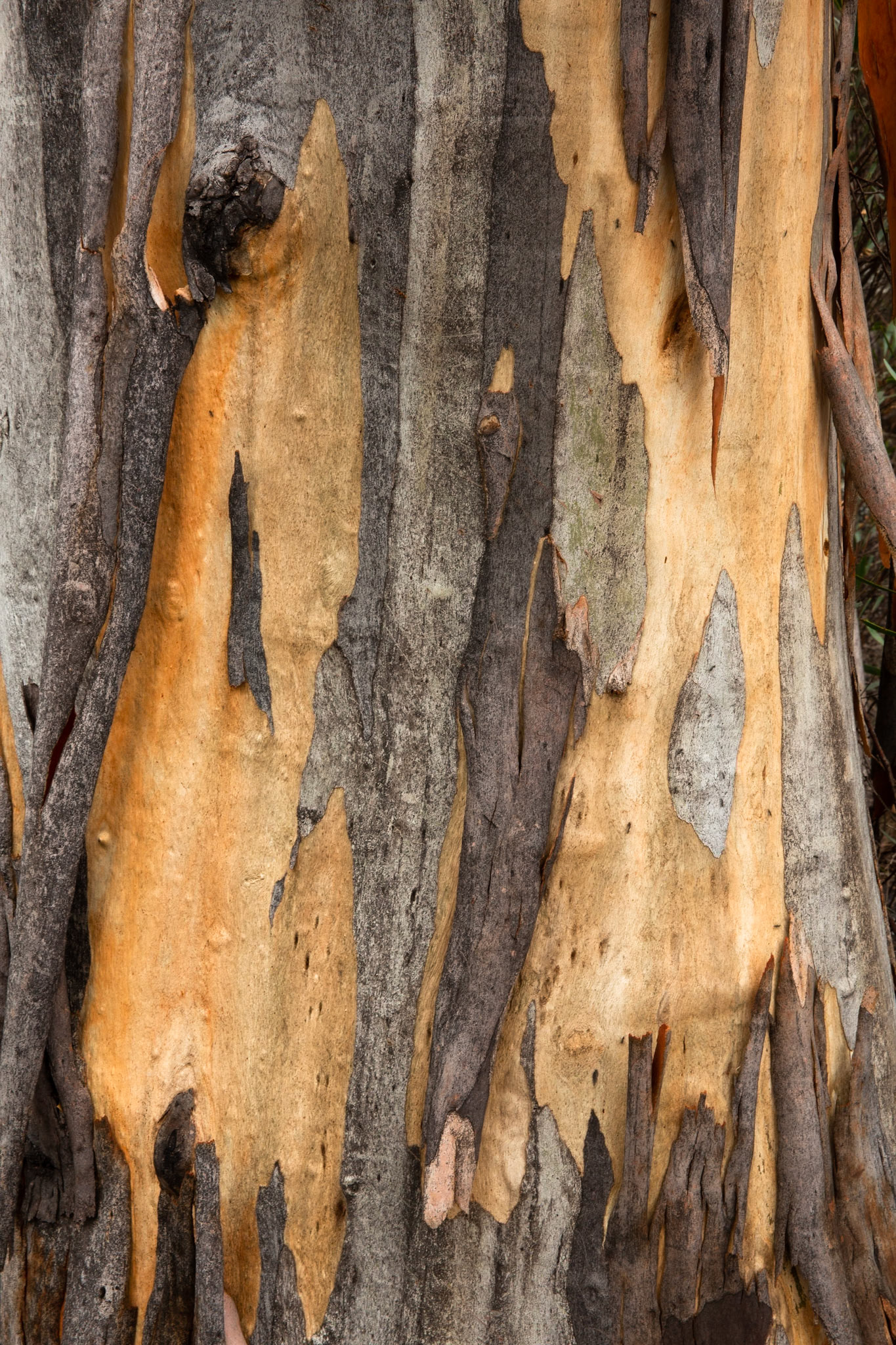 Sawpit creek track, Mount Kosciuszko National Park, Snowy Mountains, New South Wales