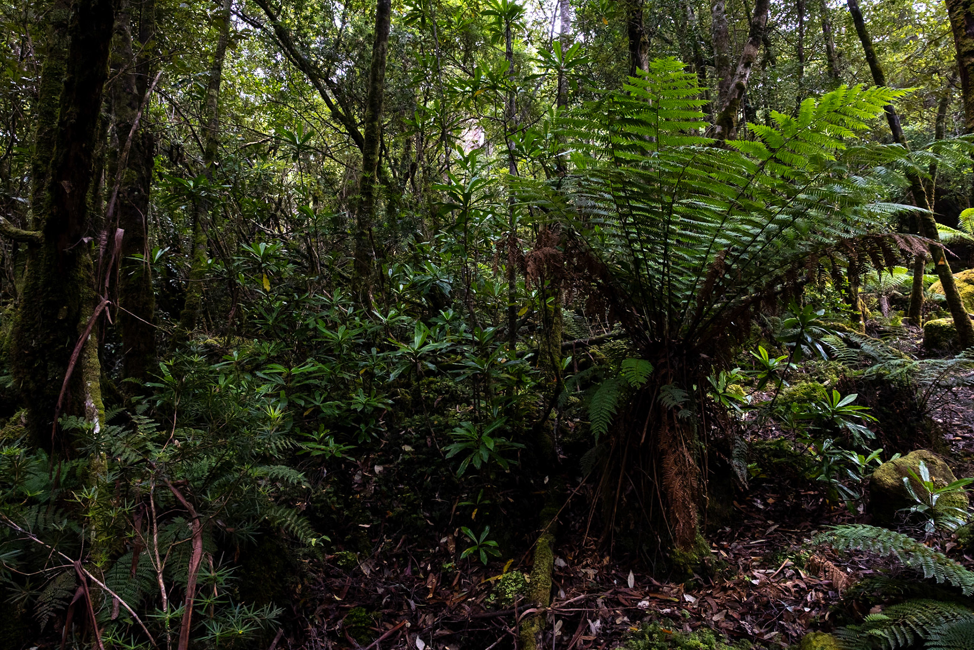 Three Capes Track, Cape Pillar Lodge to Cape Hauy and Fortescue Bay, Tasmania