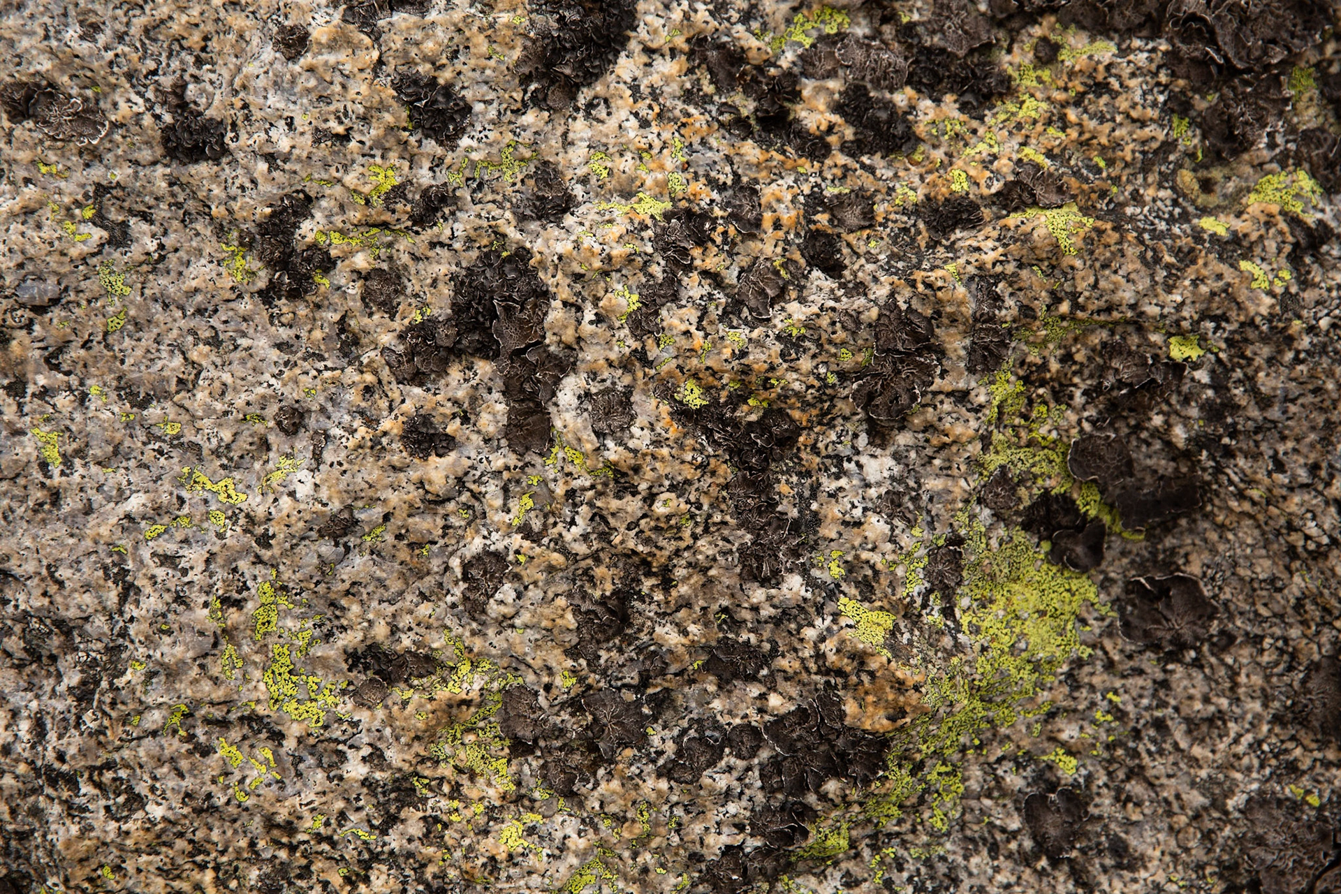Thredbo to the cablecar and return, Mount Kosciuszko National Park, Snowy Mountains, New South Wales