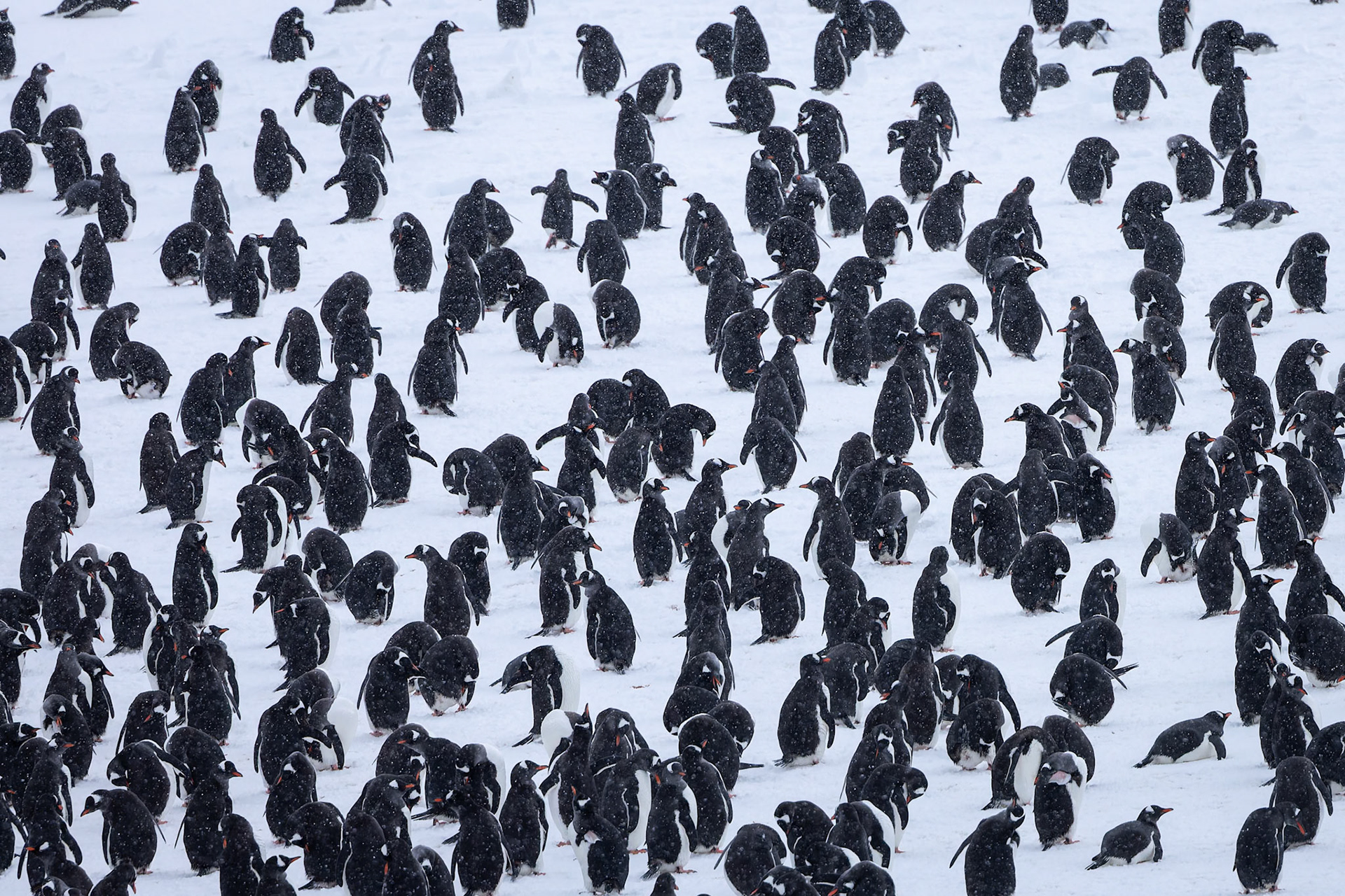 Gentoo penguin, Danko Island, Antarctica