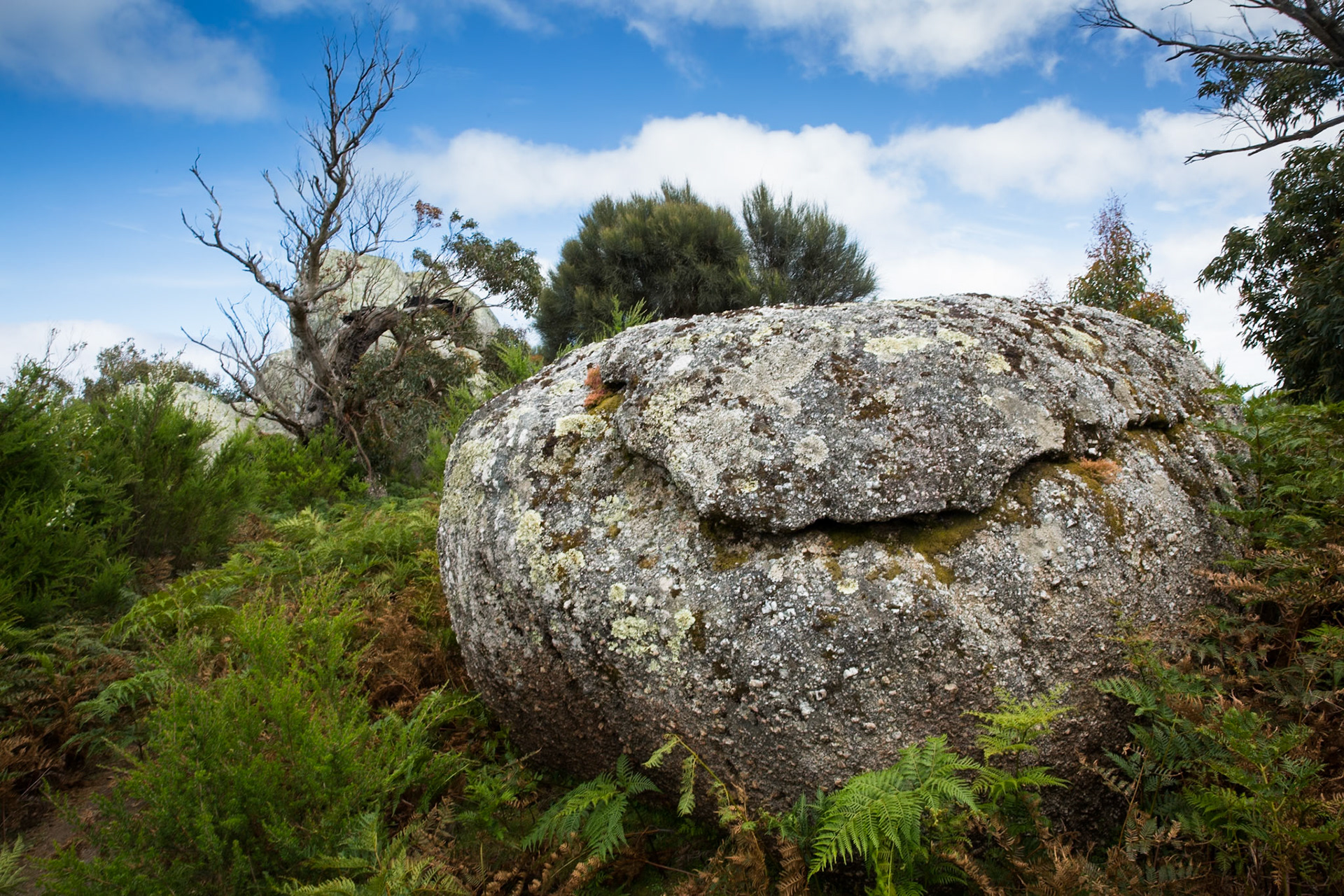Tuesday am - Darby Saddle via Sparkes Lookout and Lookout Rocks to Tongue Point; and then on to Darby River for lunch.Tuesday pm - Lilly Pilly Gully carpark up to Tidal Overlook and on to Pillar Point then via Squeaky Beach and Picnic Beach to Picnic Beach carpark.