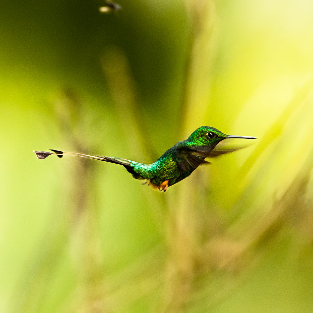Booted racket-tail, Cock of the Rock lodge, Manu road, Peru