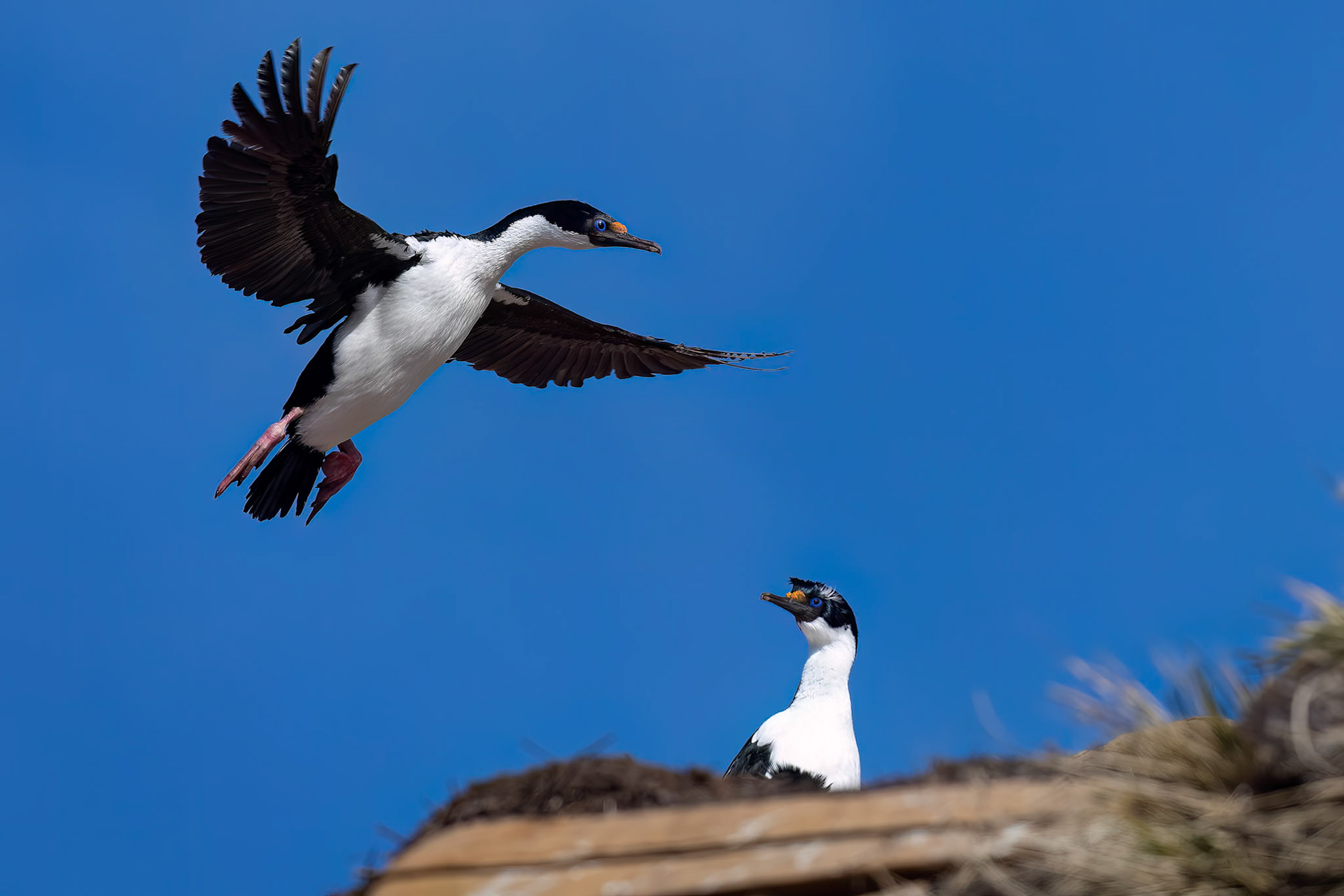 Imperial cormorant, The Settlement, Saunders Island, Falkland Islands