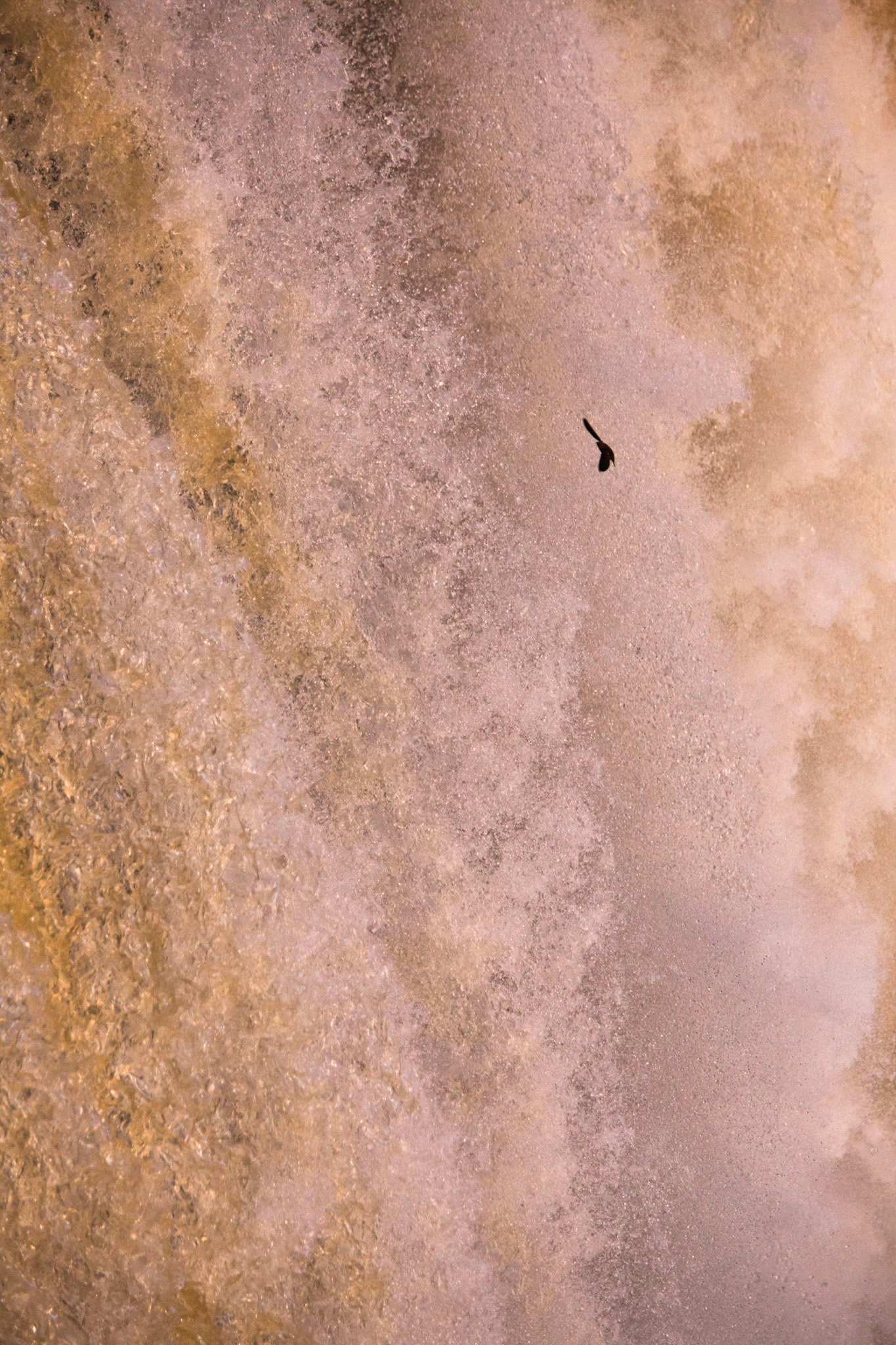 Graet dusky swift, Iguassu Falls, Brazil and Argentina