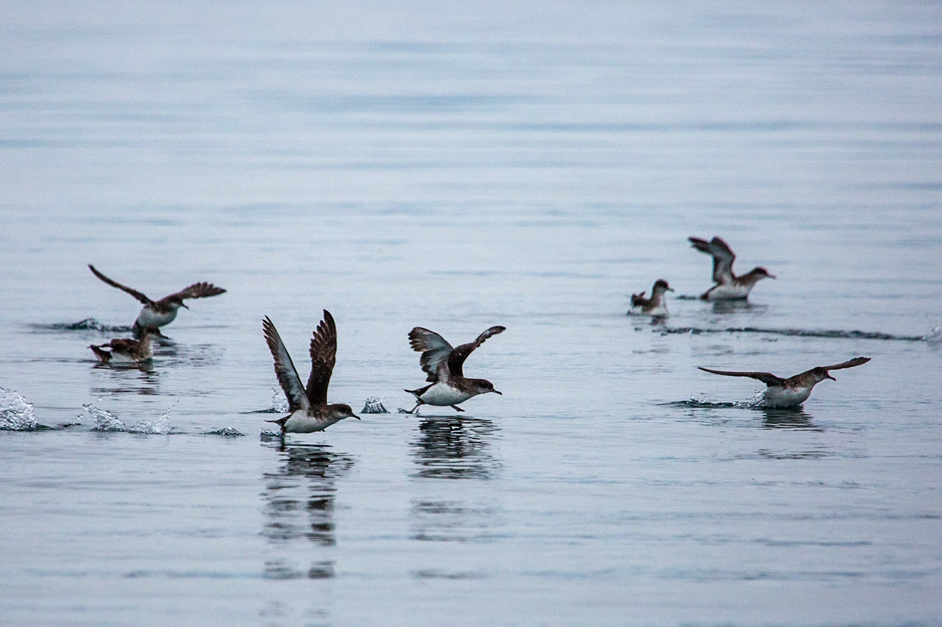 Fluttering Shearwater, Marlborough Sound, New Zealand