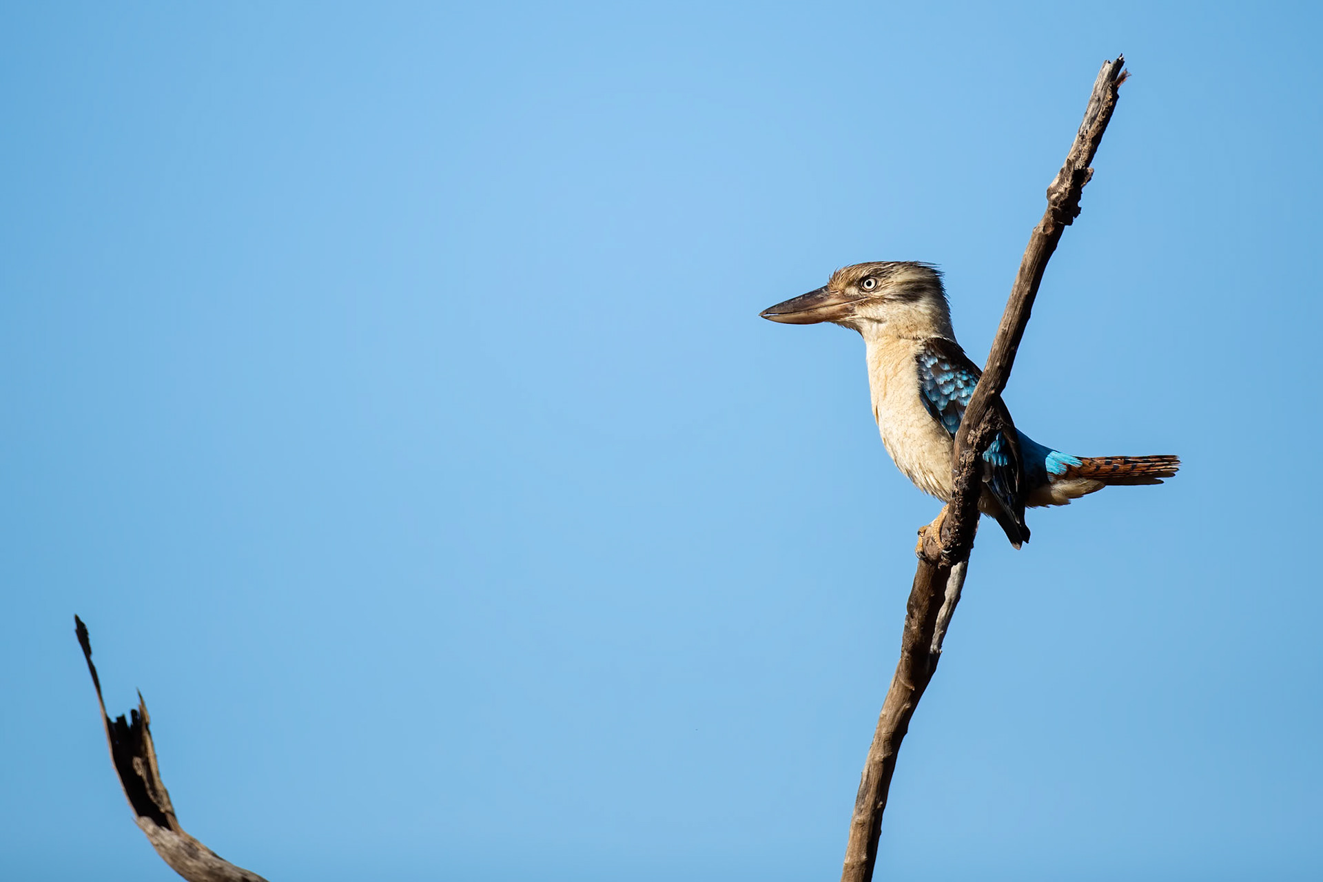 Blue-winged kookaburra, Corroboree billabong, Corroboree, Northern Territory, Australia