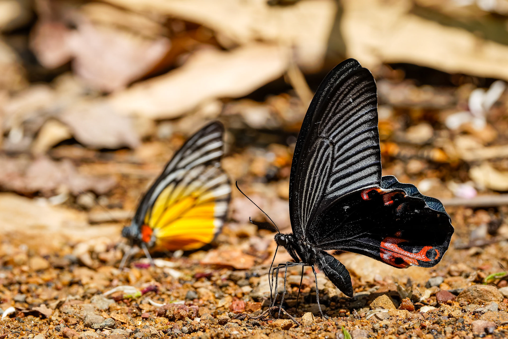 Butterflies, Khaeng Krackan National Park, Thailand